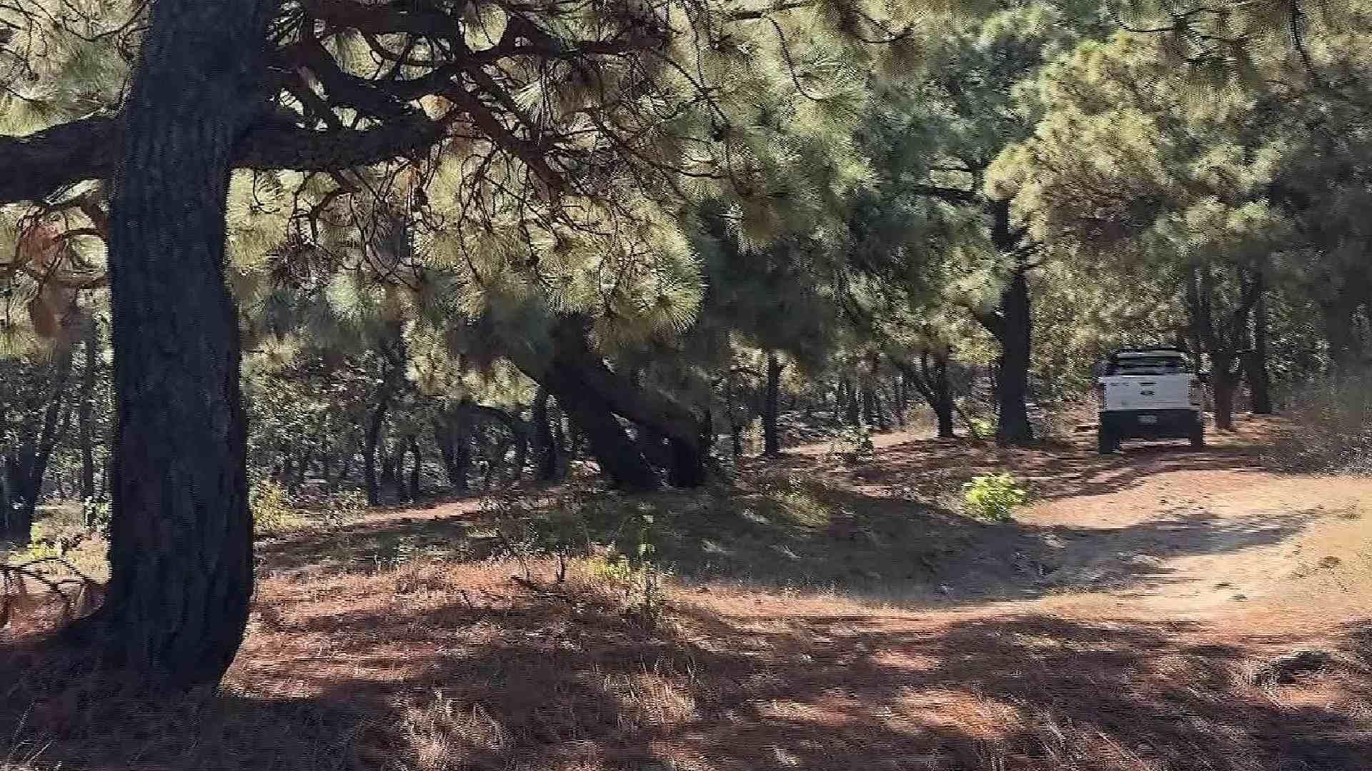 Detectan Tala Ilegal de Árboles en Bosques de Tapalpa, Mazamitla y Acatic