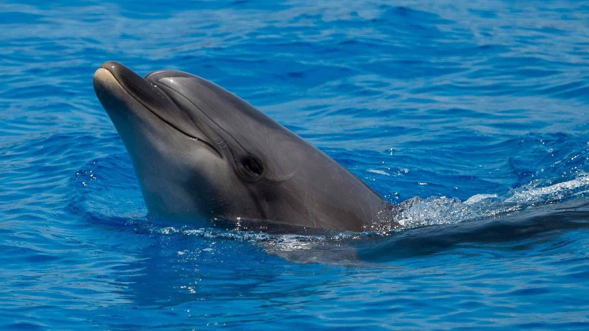 Captan a Delfín Solitario, Desorientado y Deprimido, en el Río Támesis ¿Qué le Pasa?