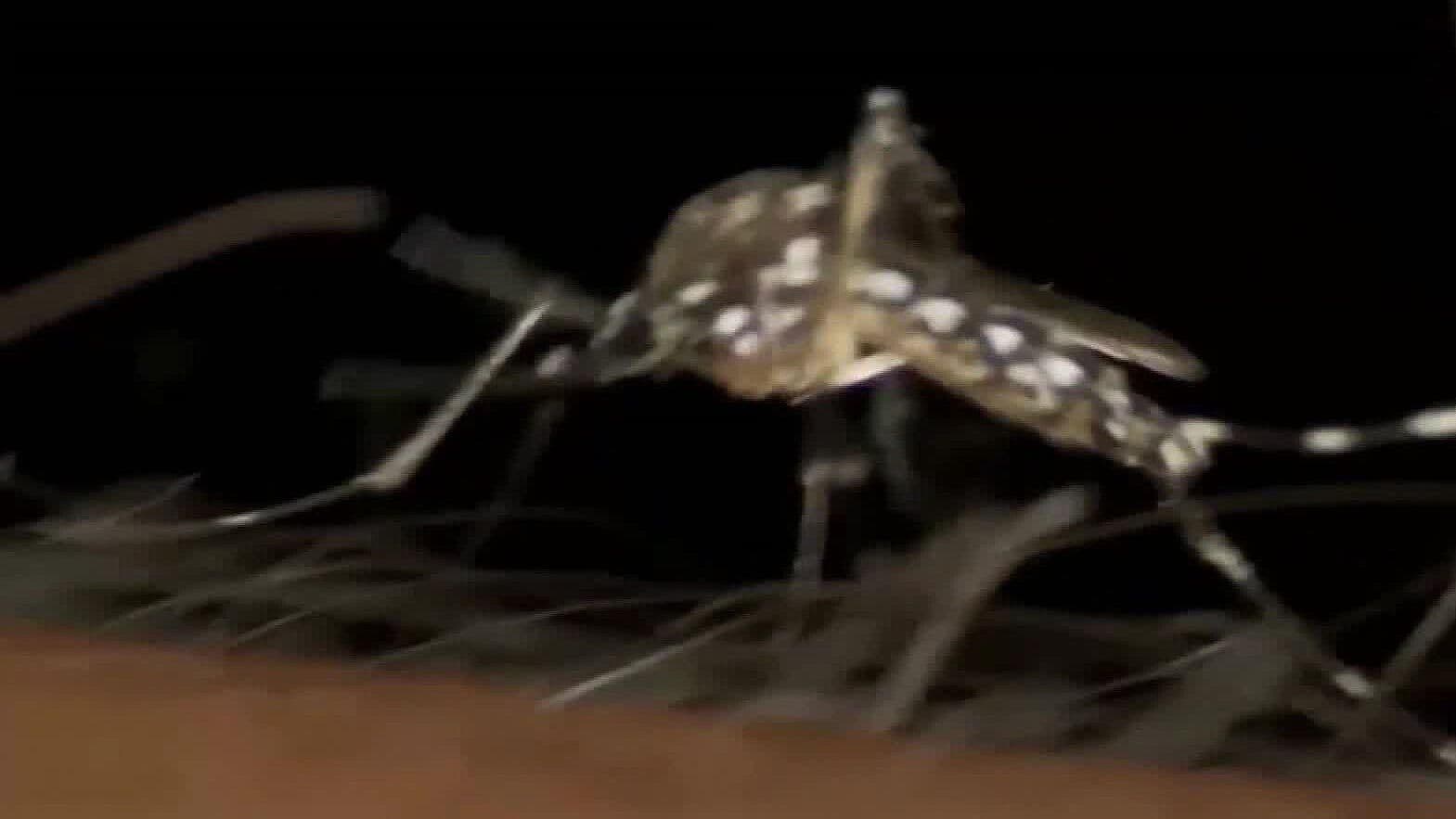 Jalisco Intensificará Medidas Contra el Dengue con Apoyo de los 125 Municipios