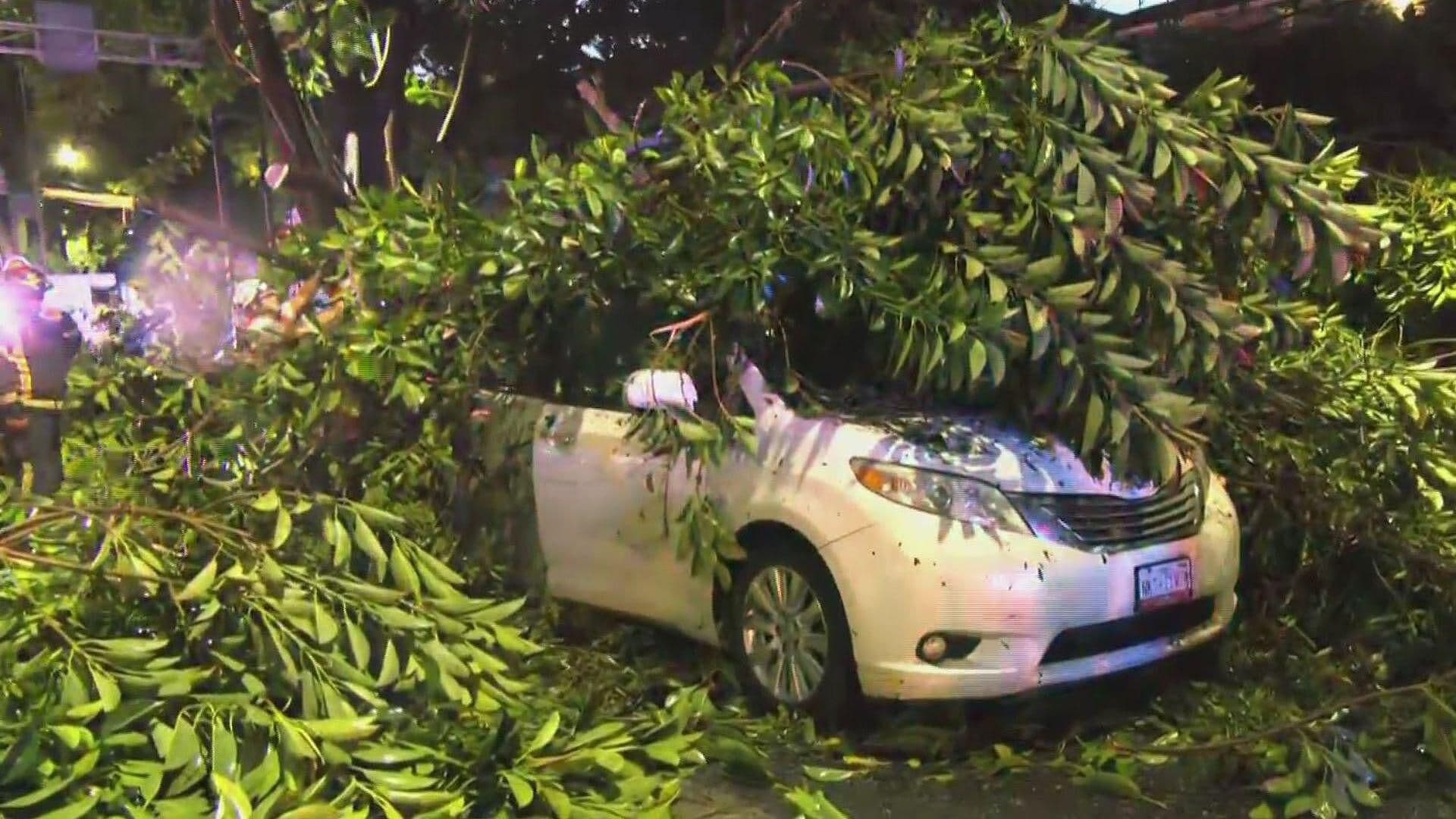 Árbol Cae sobre Coche y Obstruye Carril del Metrobús en Xola, CDMX