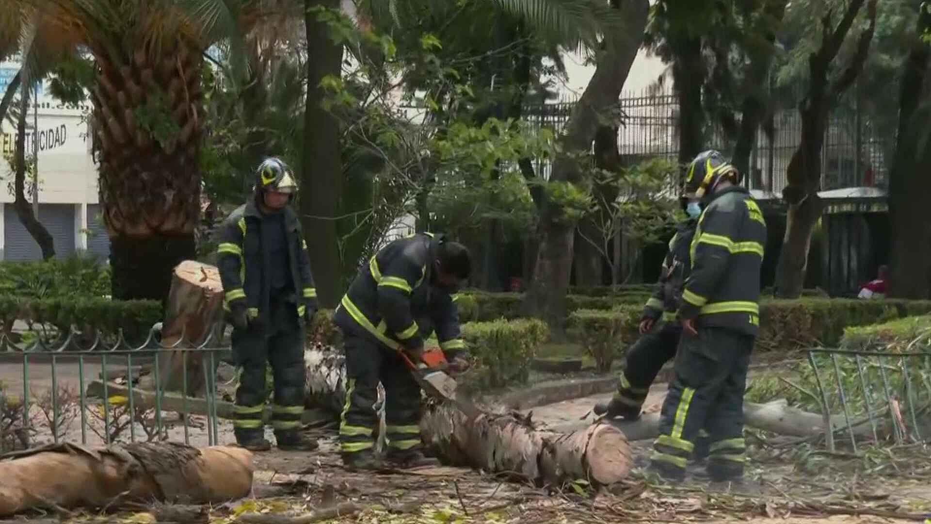 Bomberos Retiran Árbol en Peligro de Caer en la Ciudadela, CDMX