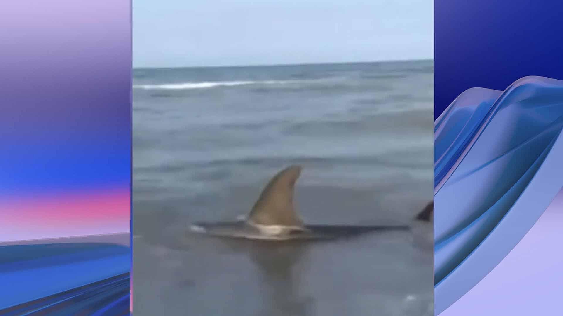 Video: Capturan Tiburón Martillo en la Isla del Padre Sur en Texas