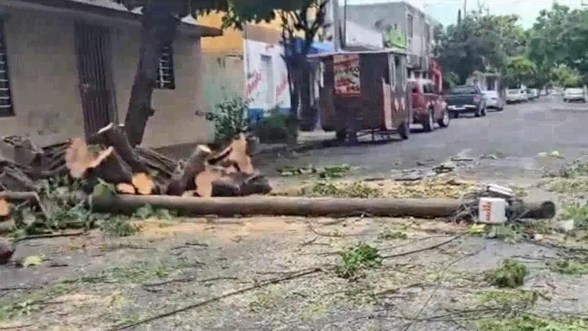 Árbol Cae Sobre Dos Autos en la Colonia Centro del Puerto de Veracruz