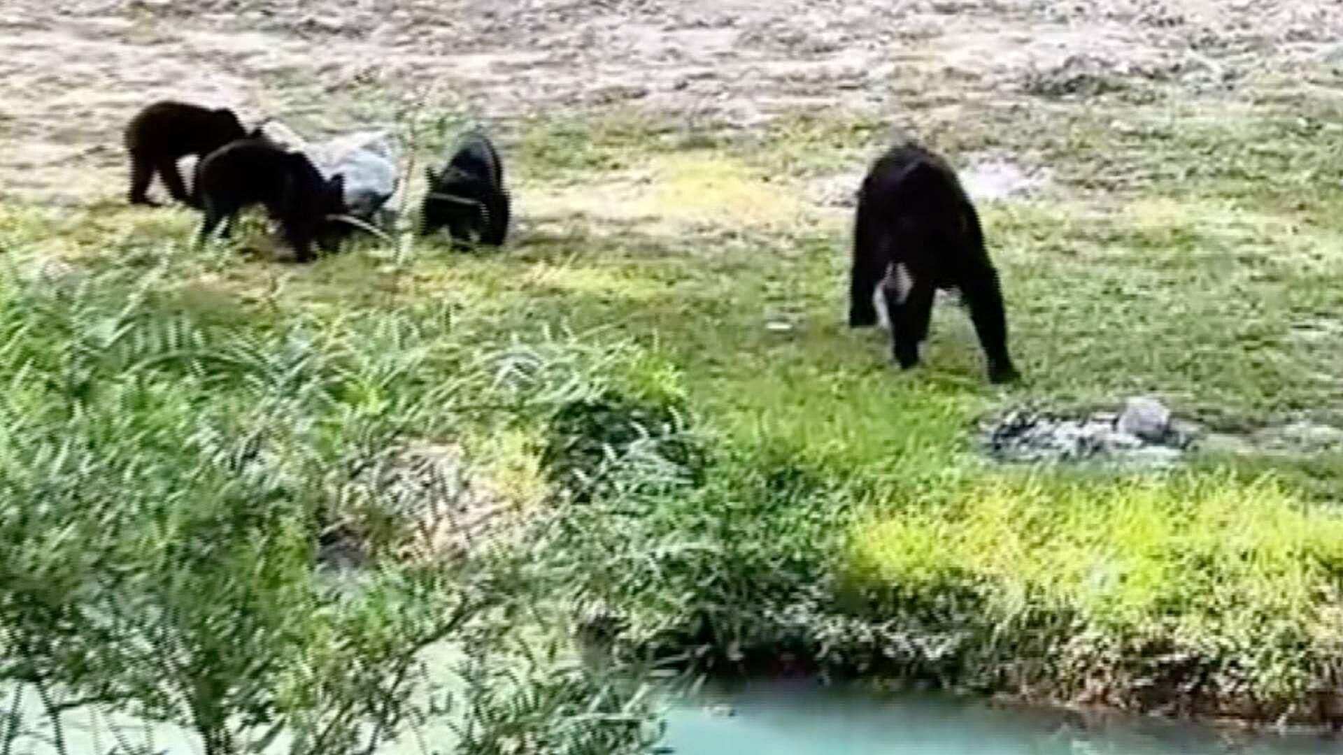 Turista se Encuentra con Familia de Osos Paseando Cerca de Río en Bustamante, Nuevo León