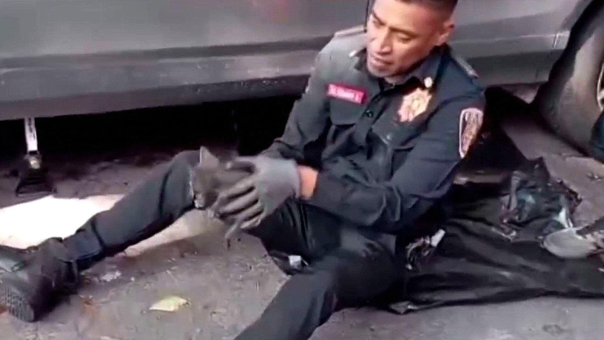 Rescatan a un Lindo Gatito Atorado Bajo una Camioneta, en la Nápoles