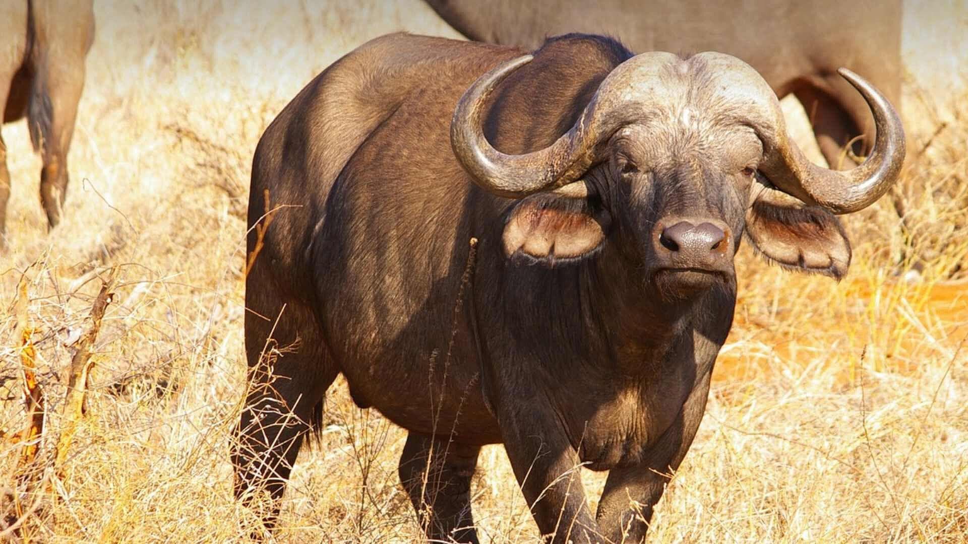 Búfalo es Atacado por Presunto Felino