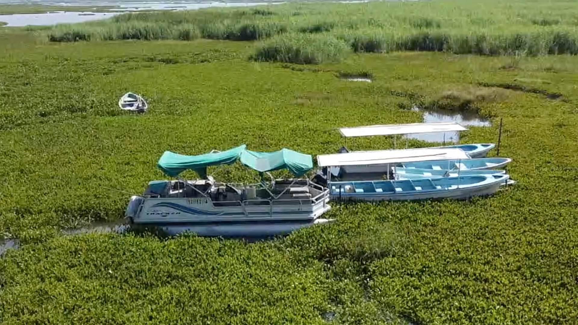Laguna de Yuriria Tiene el 50 por Ciento de Lirio