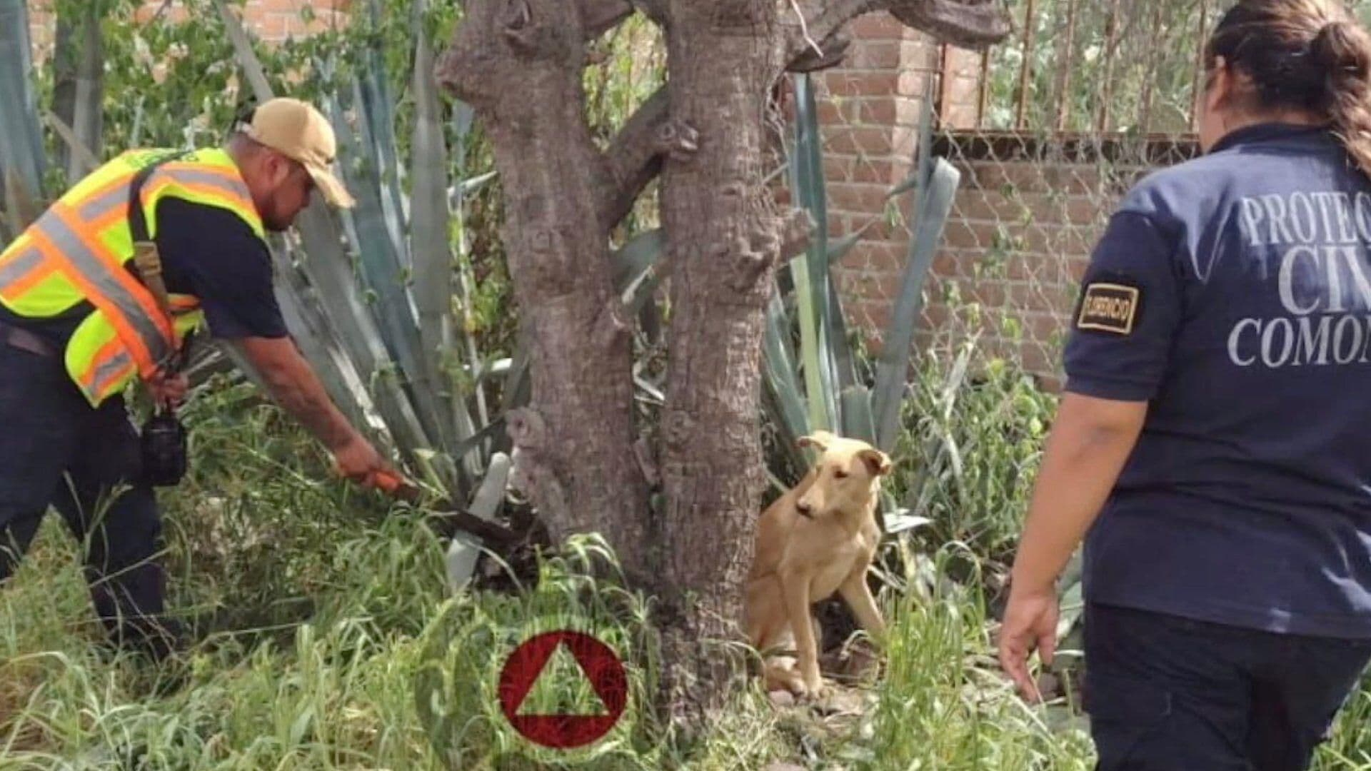 Perrito Abandonado es Rescatado por Autoridades de Comonfort, Guanajuato