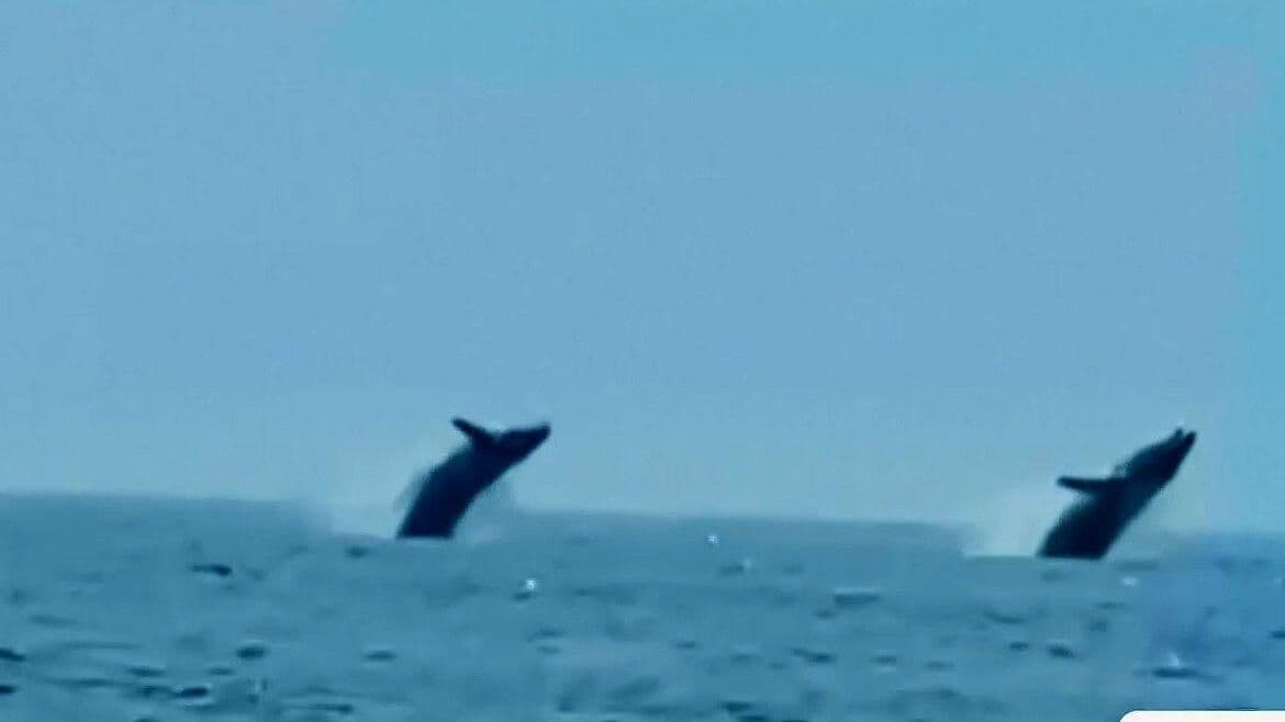 Video: Captan Tres Ballenas Jorobadas Saltando en Costas de Massachusetts