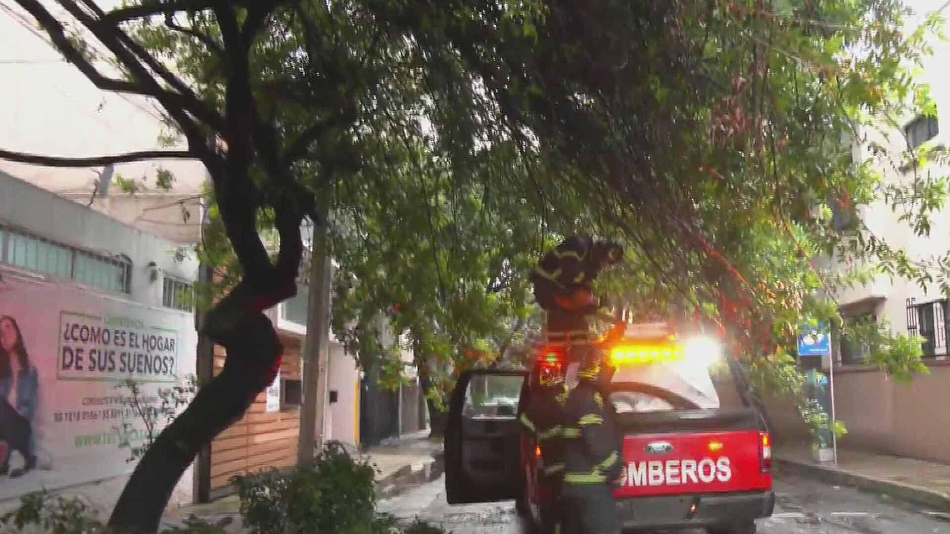 Cae Árbol Sobre Auto en la Colonia Nápoles, CDMX