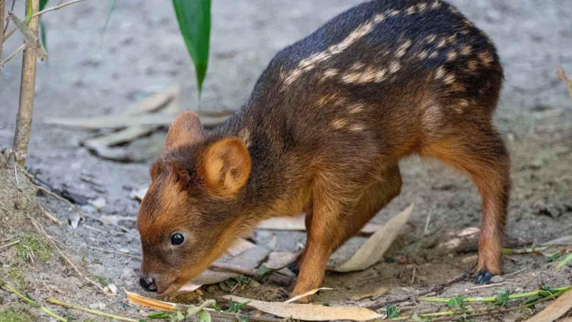 ¡Parece Ternurín! Nace Cervatillo en el Zoológico de Queens, en Nueva York