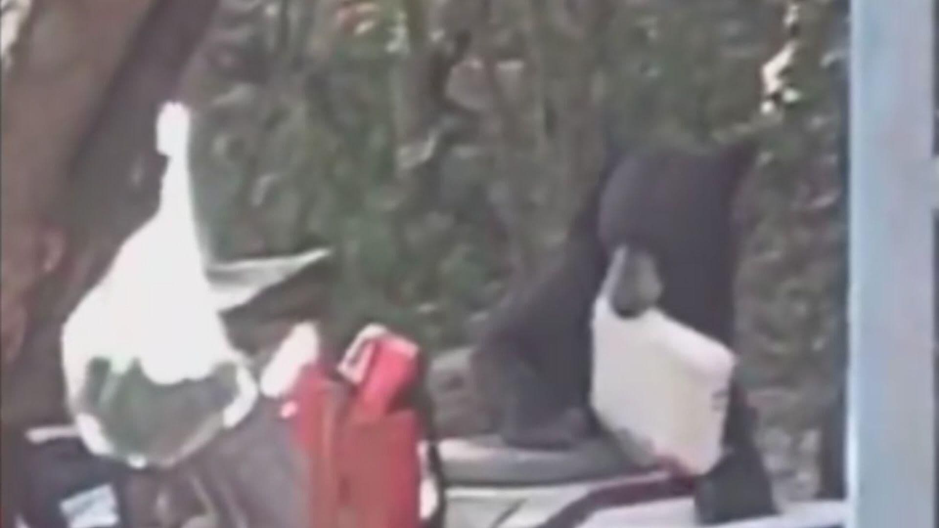 Video: Oso Deja Sin Carnita Asada a Familia en Bustamante, Nuevo León