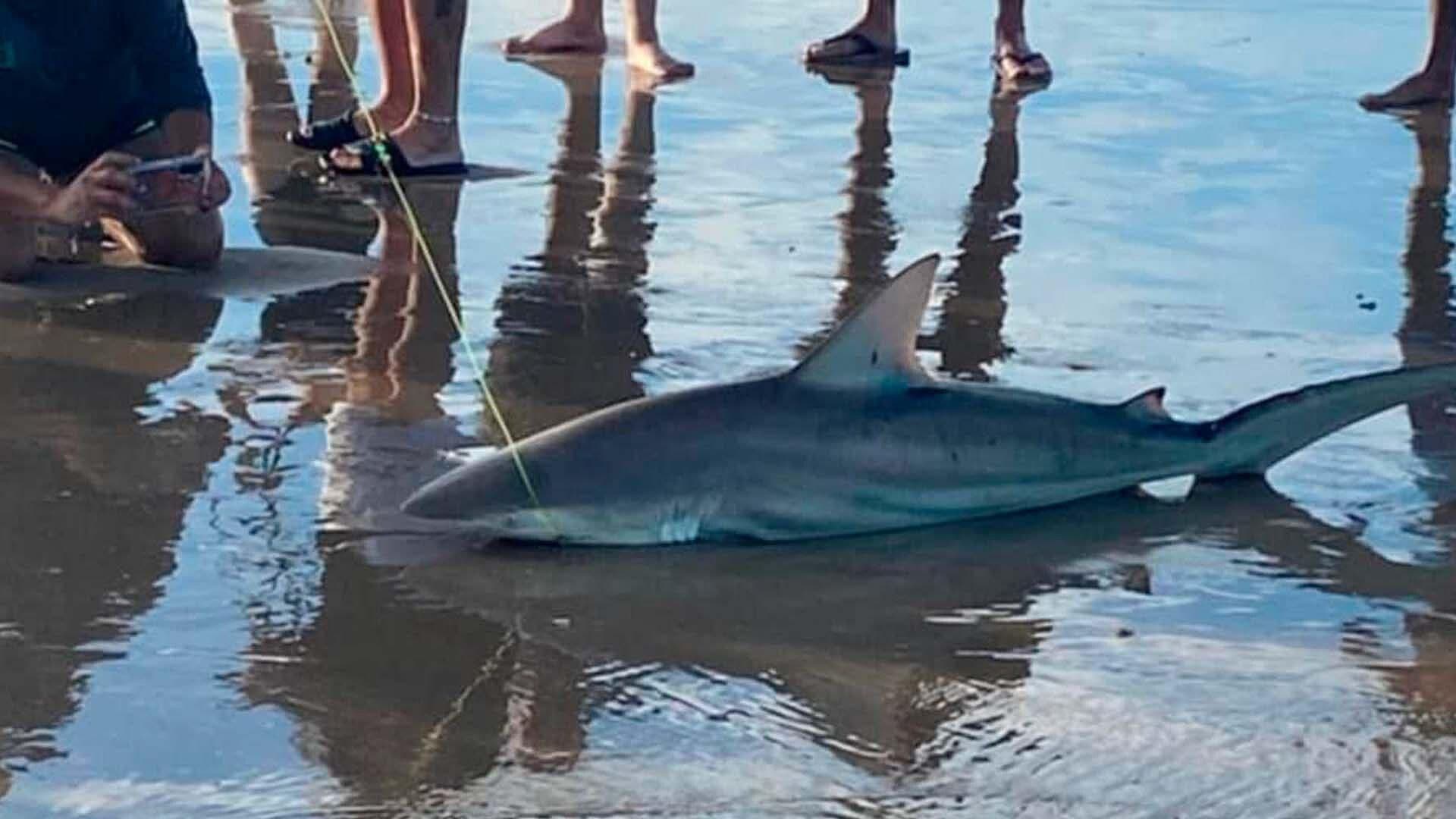 Tiburón es Capturado en Isla del Padre Sur en Texas