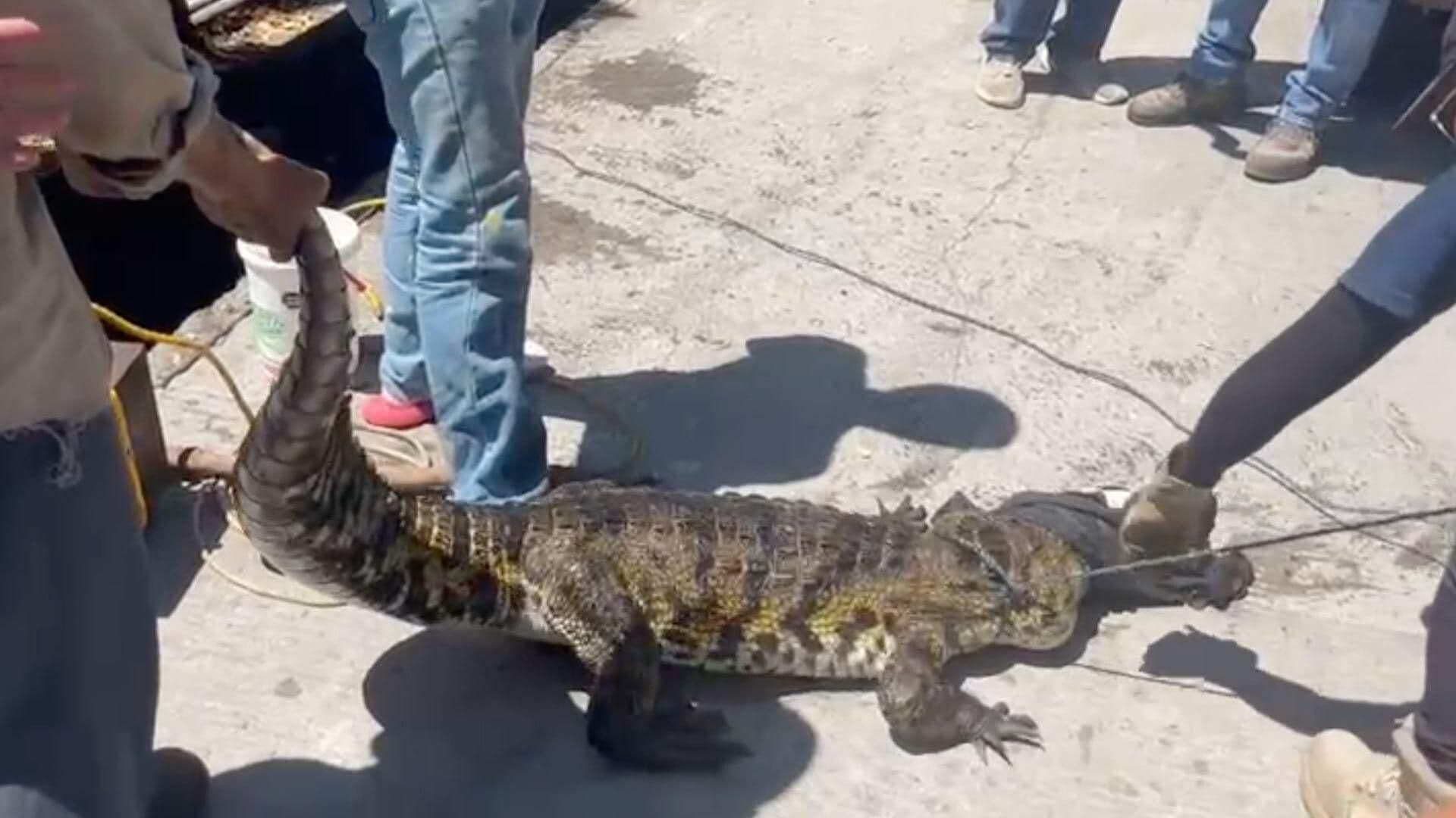 Vecinos Encuentran Cocodrilo en Alcantarilla en Medellín de Bravo, Veracruz