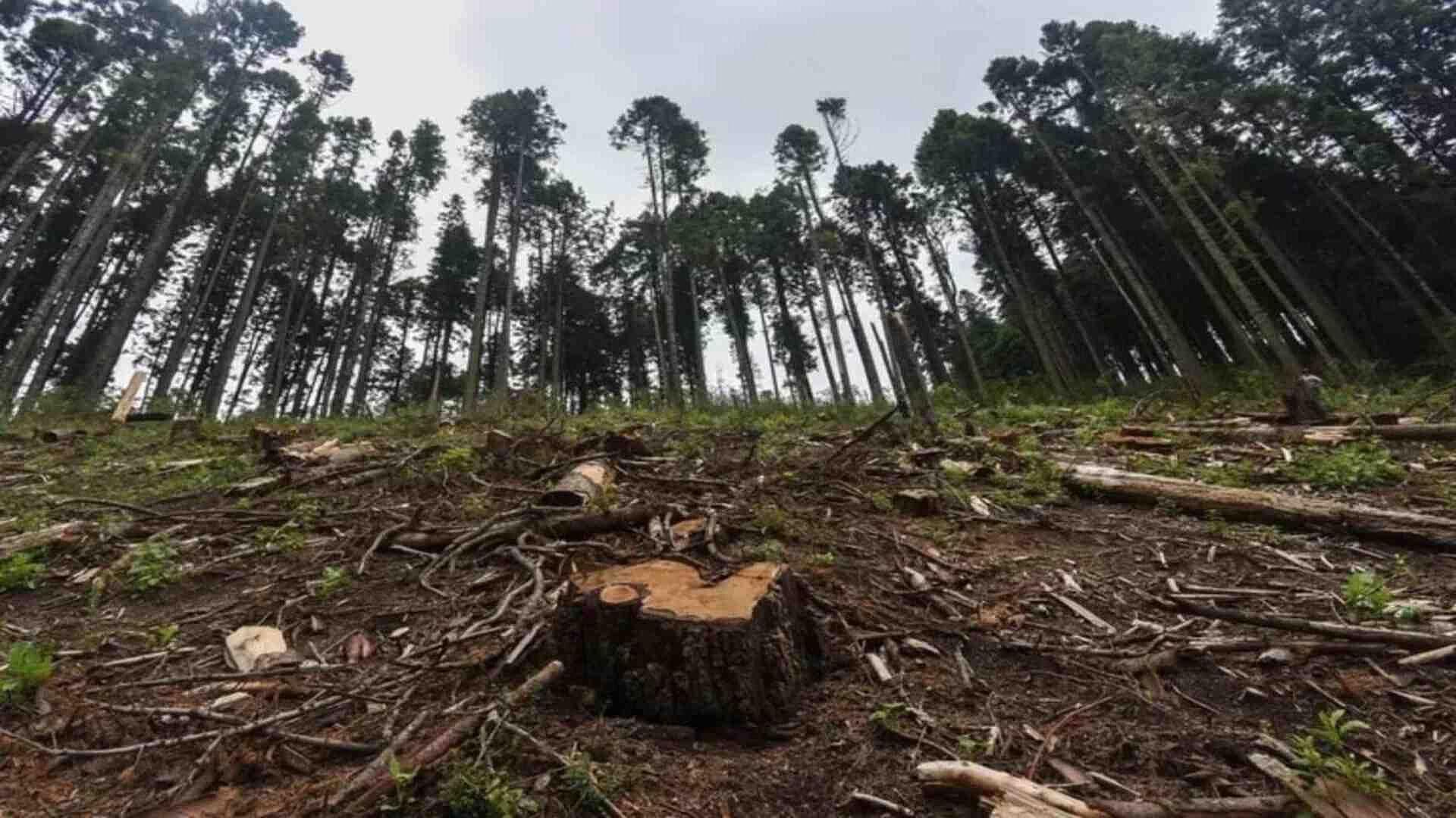 Persiste Guerra Entre Guardabosques y Talamontes de Huitzilac, Morelos