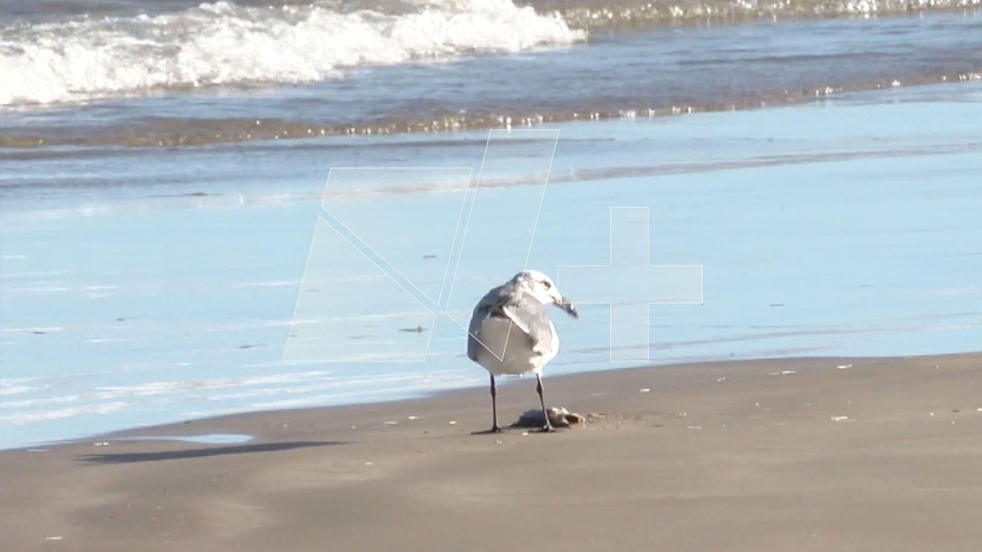Encuentran Peces Muertos en Playa El Mezquital en Matamoros