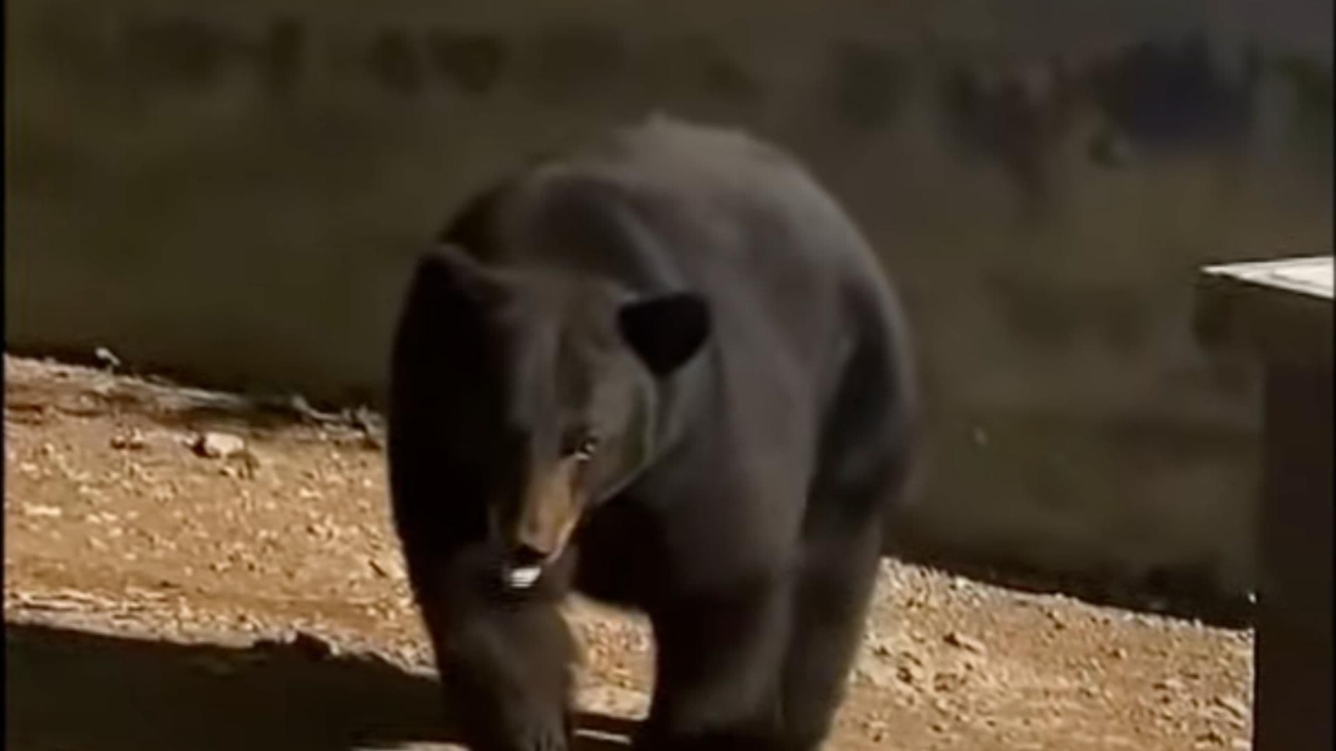 Sorprende Presencia de un Oso Robusto en Calles de la Colonia Satélite en Monterrey, Nuevo León
