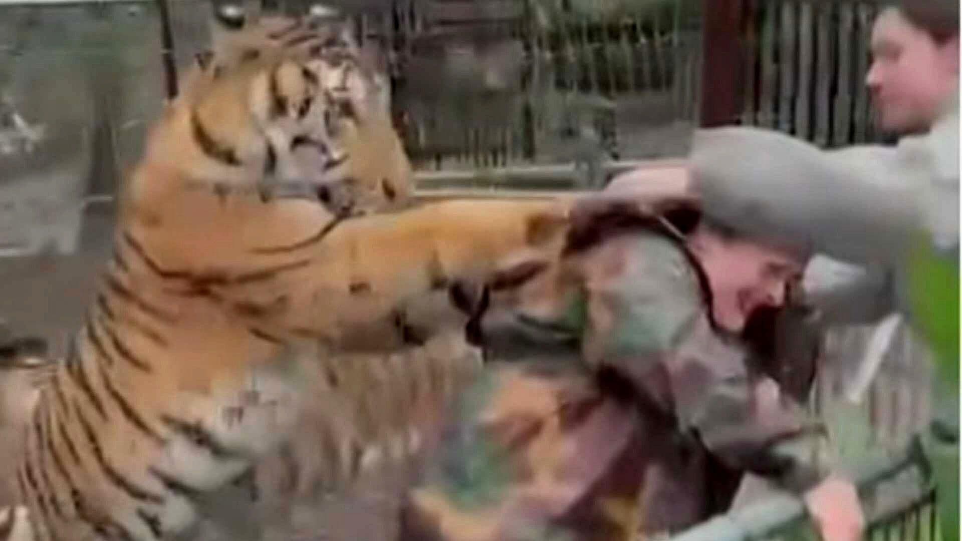 Tigre en Cautiverio Ataca a su Veterinaria en Mazamitla, Jalisco; Así Fue el Momento
