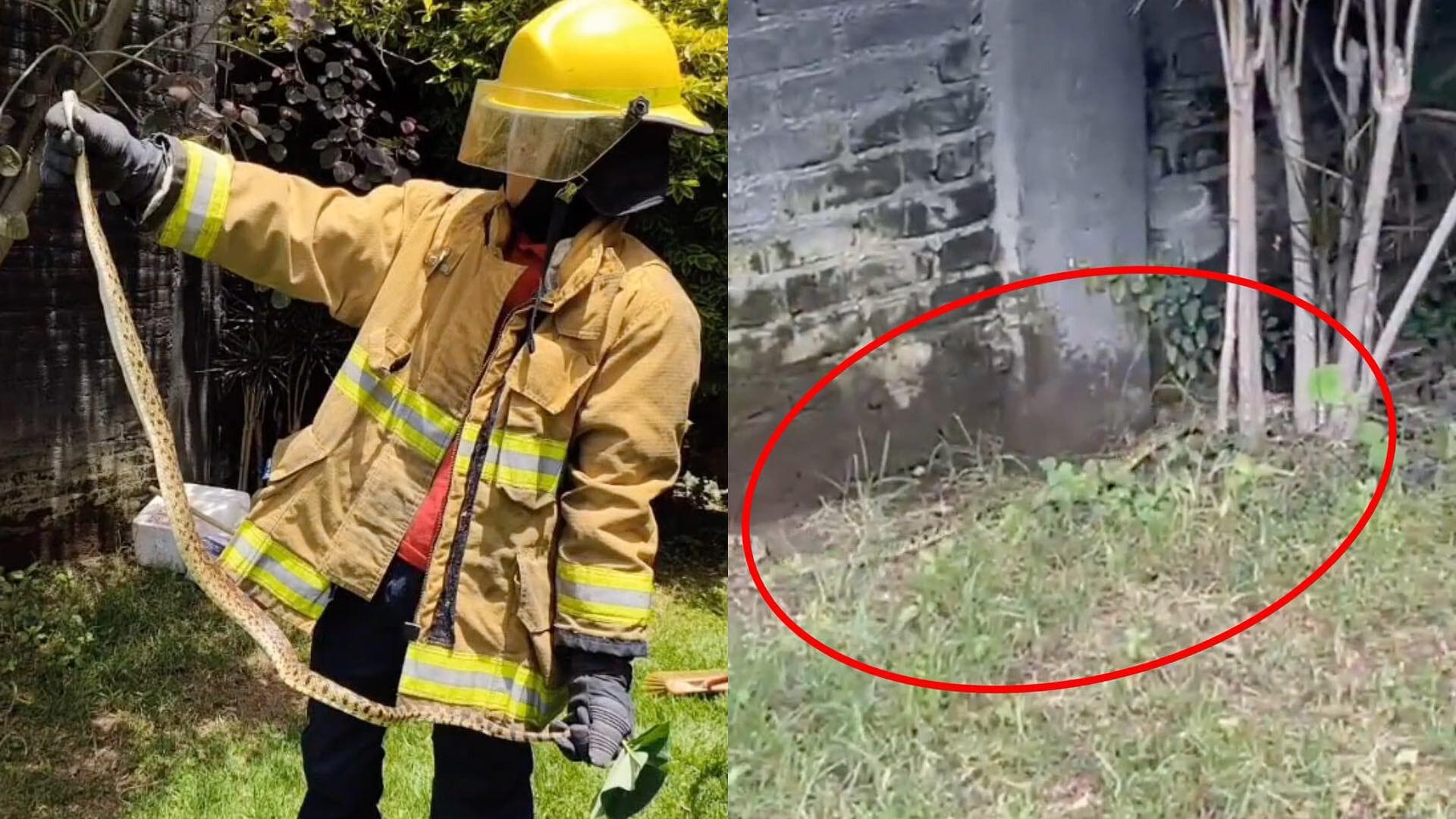 Familia Descubre Serpiente de Un Metro de Largo en su Jardín en San Pedro Cholula