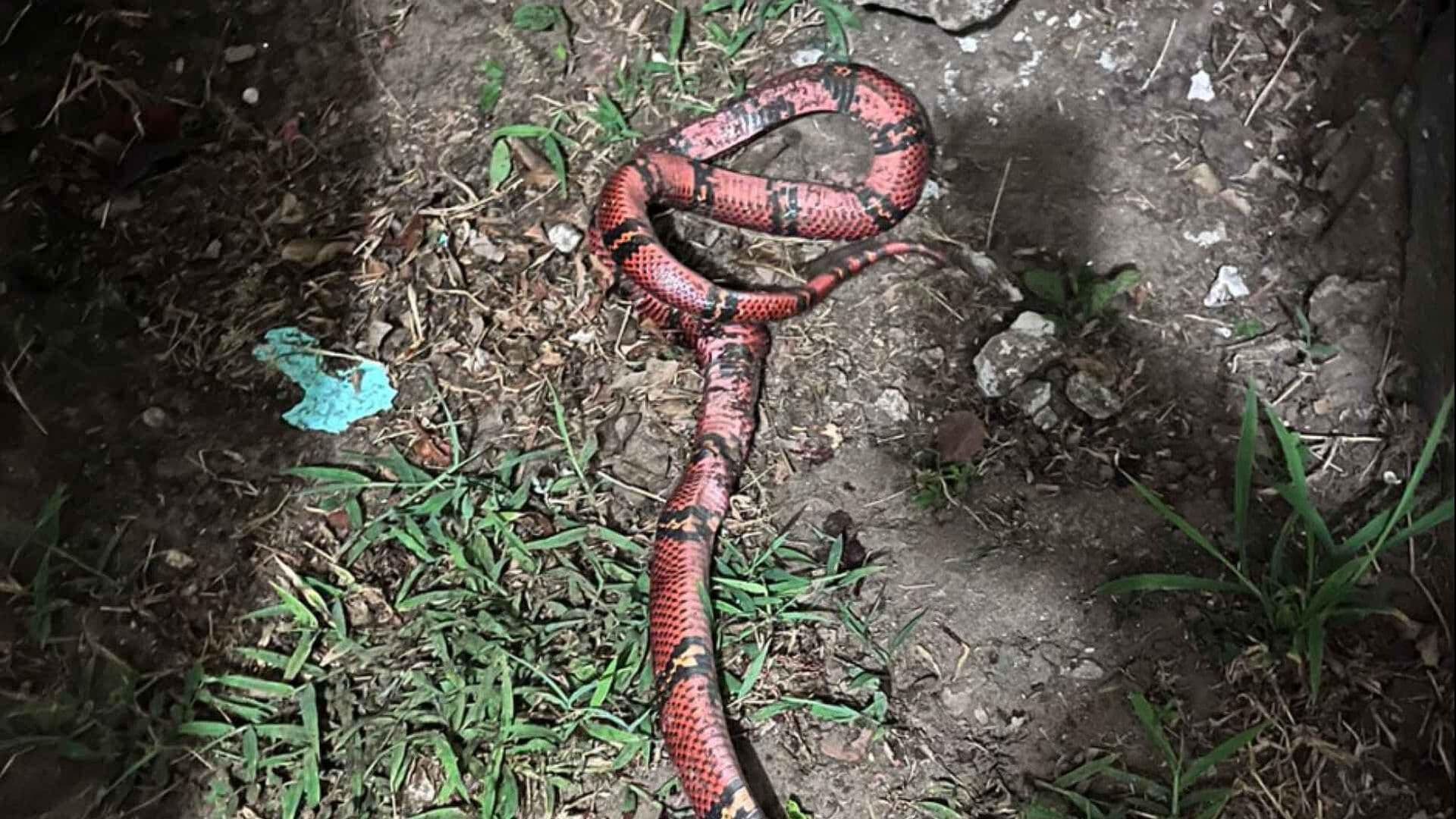 Atrapan a Serpiente al Interior de Vivienda en Medellín de Bravo, Veracruz