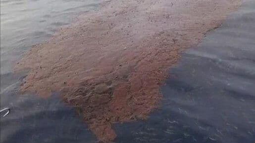 Ola Negra de Hidrocarburo se Acerca al Arrecife Veracruzano