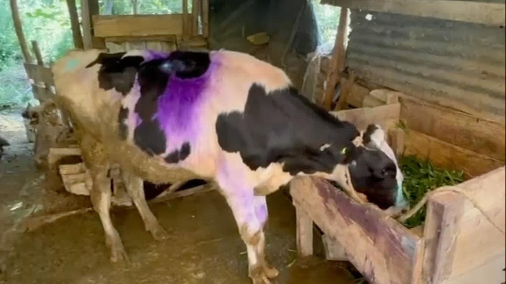 Alertan por Caso de Gusano Barrenador en Toro en Ixtaczoquitlán, Veracruz