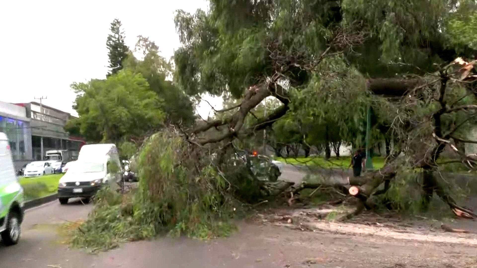 Enorme Árbol Cae en Carriles Centrales de Eje Central Lázaro Cárdenas; Ya Había Sido Reportado