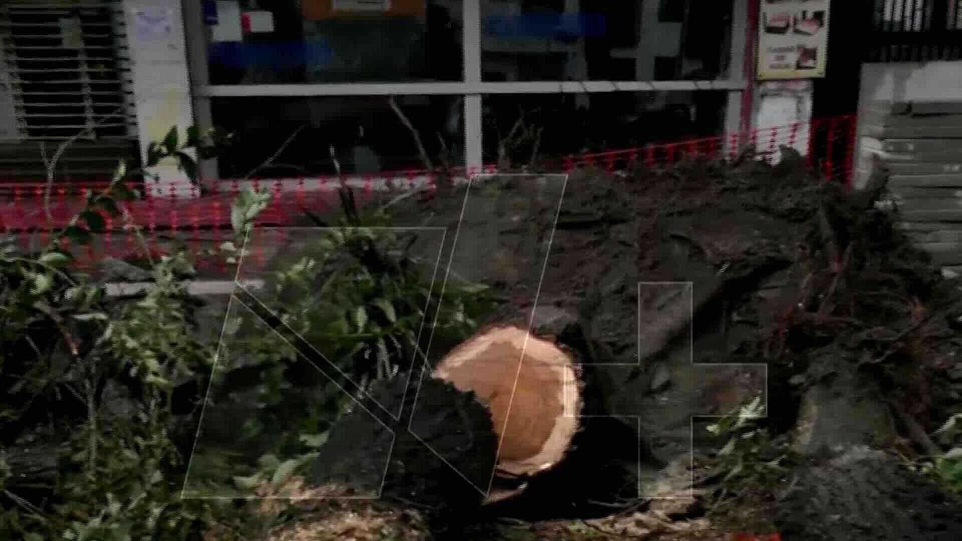 Árbol Cayó en Insurgentes y San Cosme en la Alcaldía Cuauhtémoc de la CDMX
