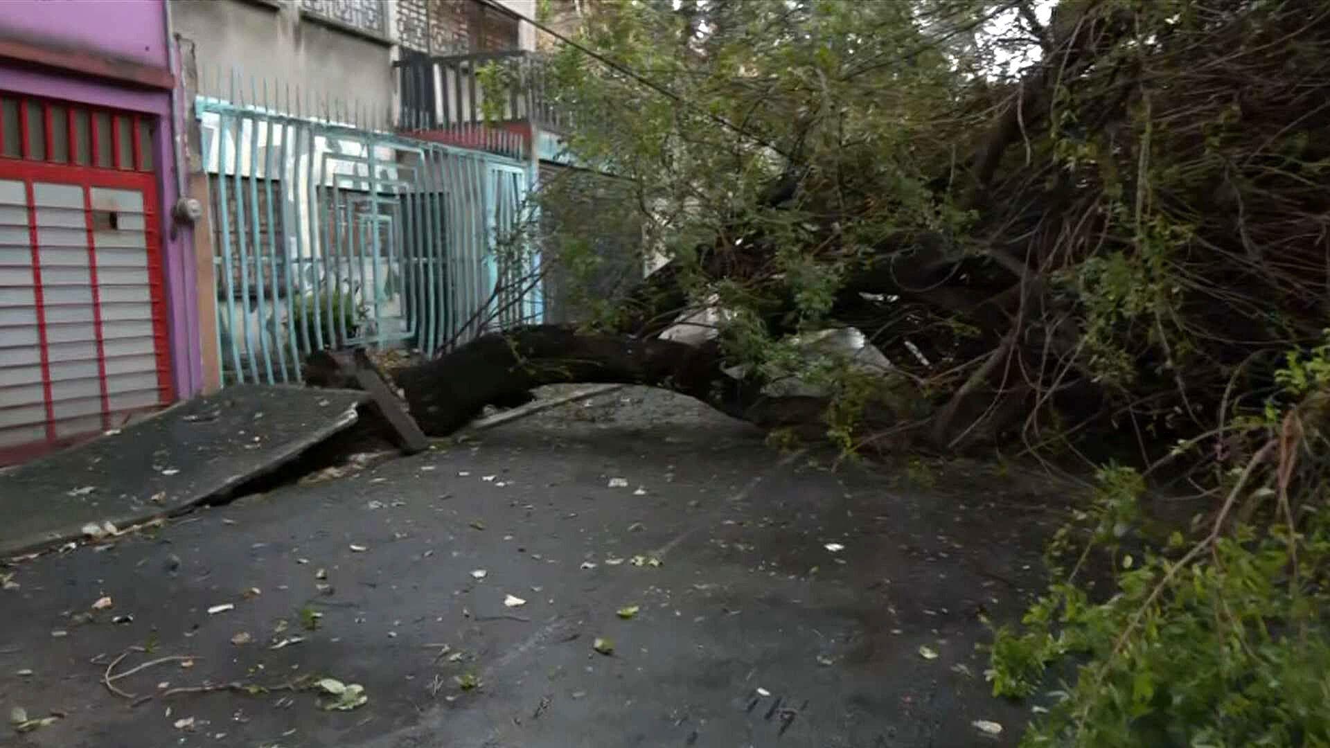 Cae Enorme Árbol en Col. Reforma Iztaccíhuatl en Iztacalco