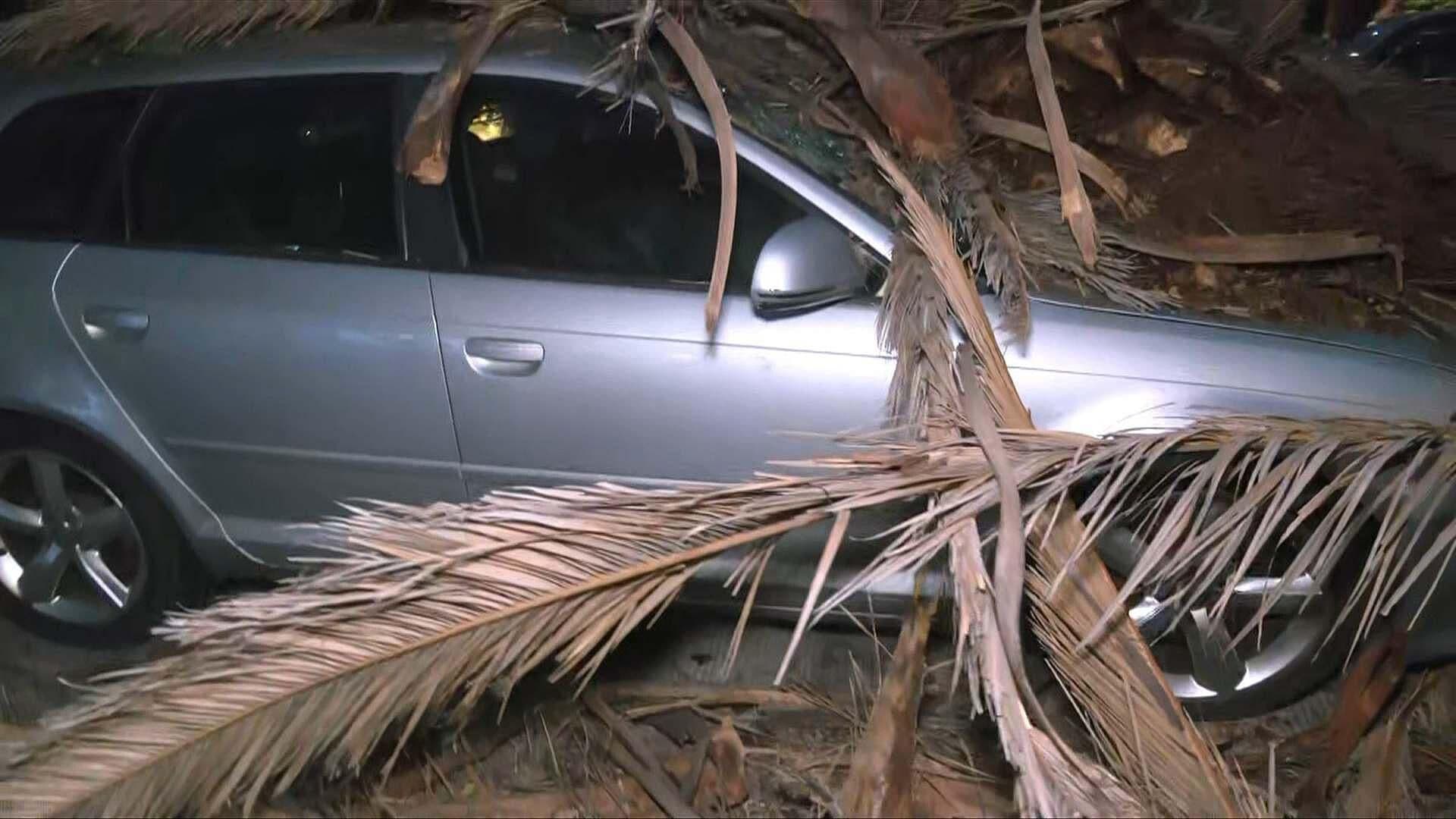 Lluvias Hoy en CDMX: Ramas de Palmera Caen Sobre Auto de Lujo en la Colonia Narvarte
