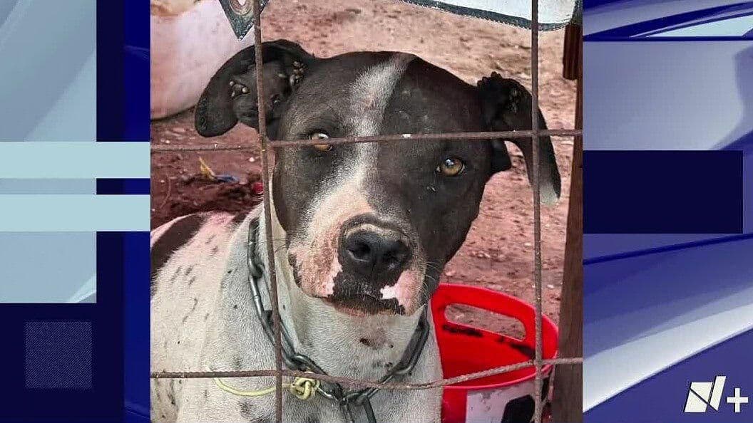 Rescatan a Perro Maltratado en Colonia Real del Carmen en Hermosillo