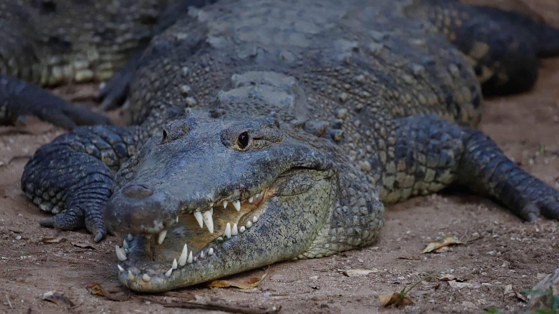 Cocodrilo Ataca a Hombre en Puerto Escondido, Oaxaca