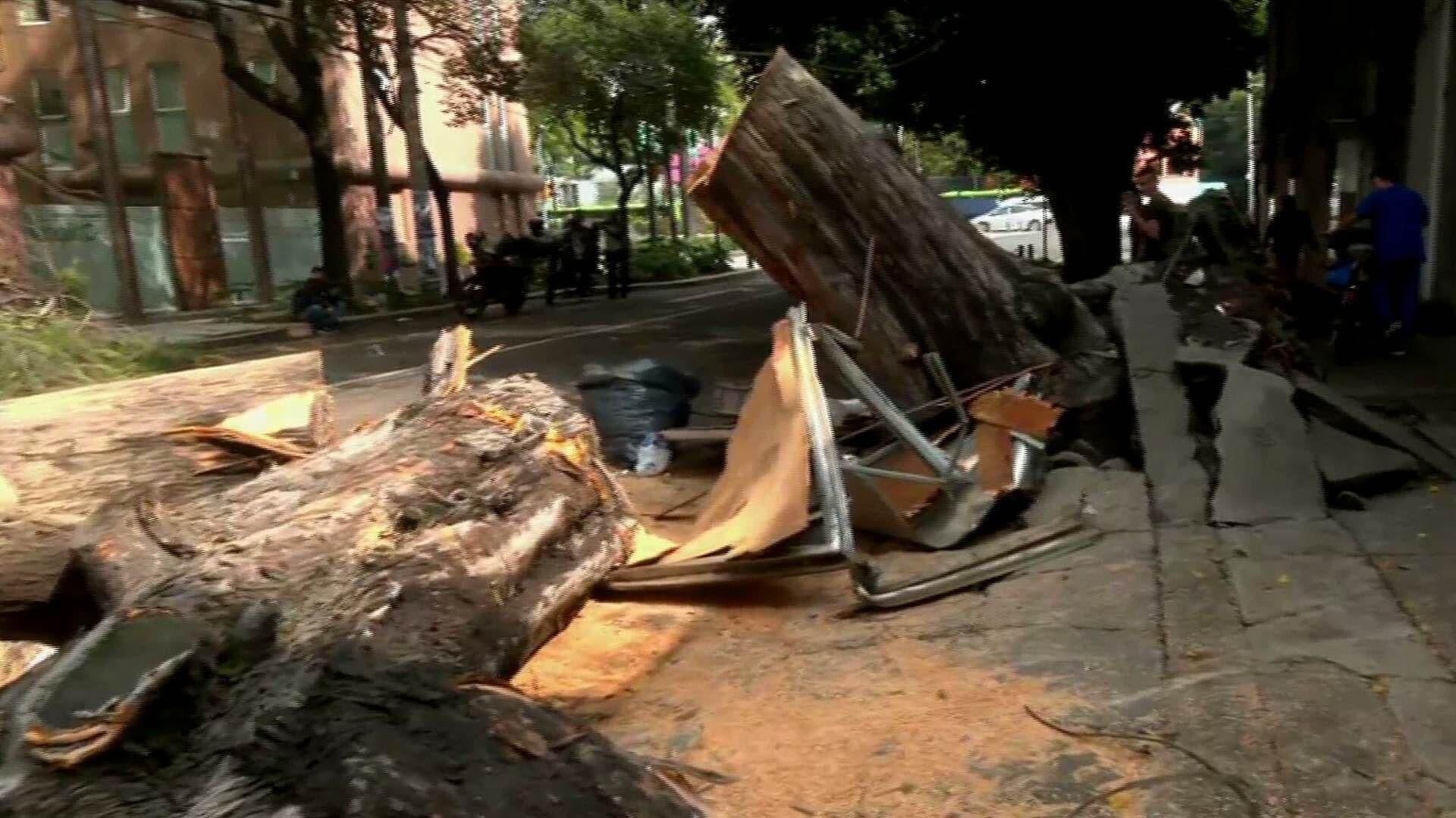 Cae Árbol de Casi 30 Metros en la Calle Valladolid, en la Colonia Roma, CDMX