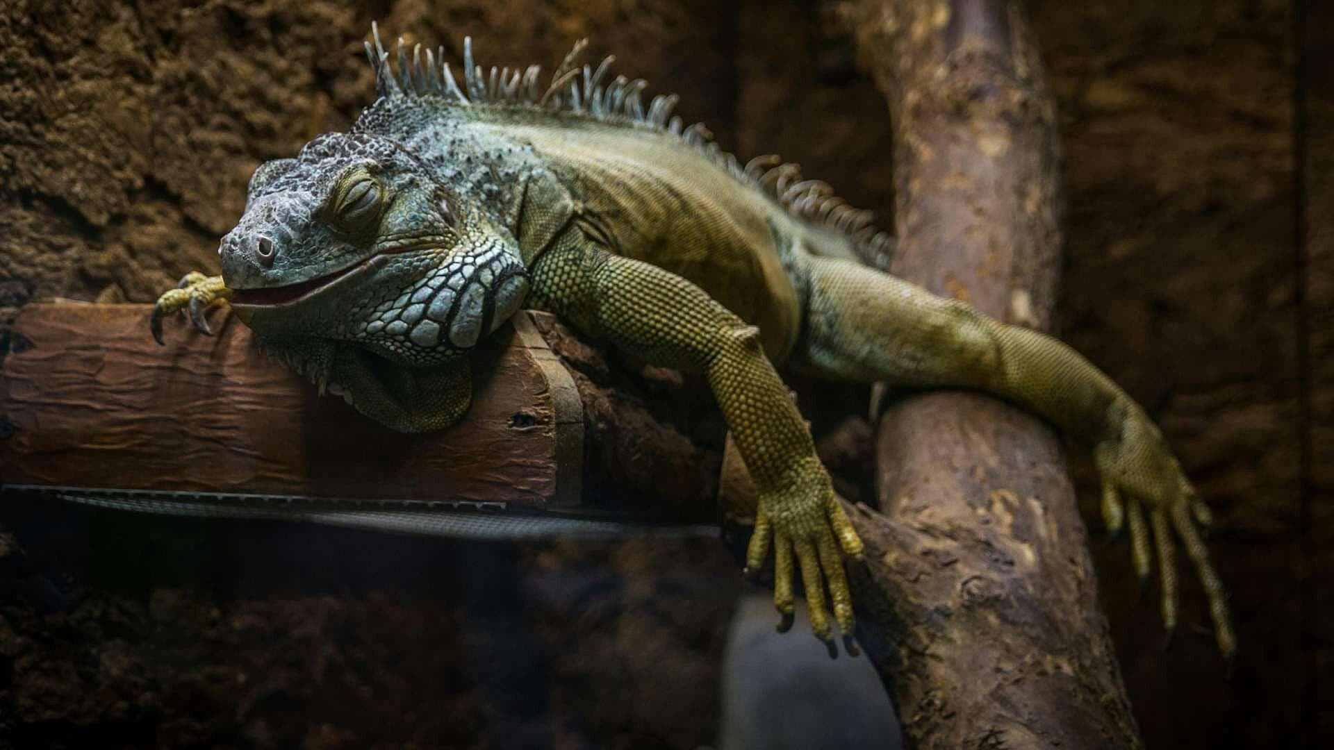 Parque Papagayo se Recupera tras el Paso de Otis; Iguanas Regresan a su Hábitat en Acapulco