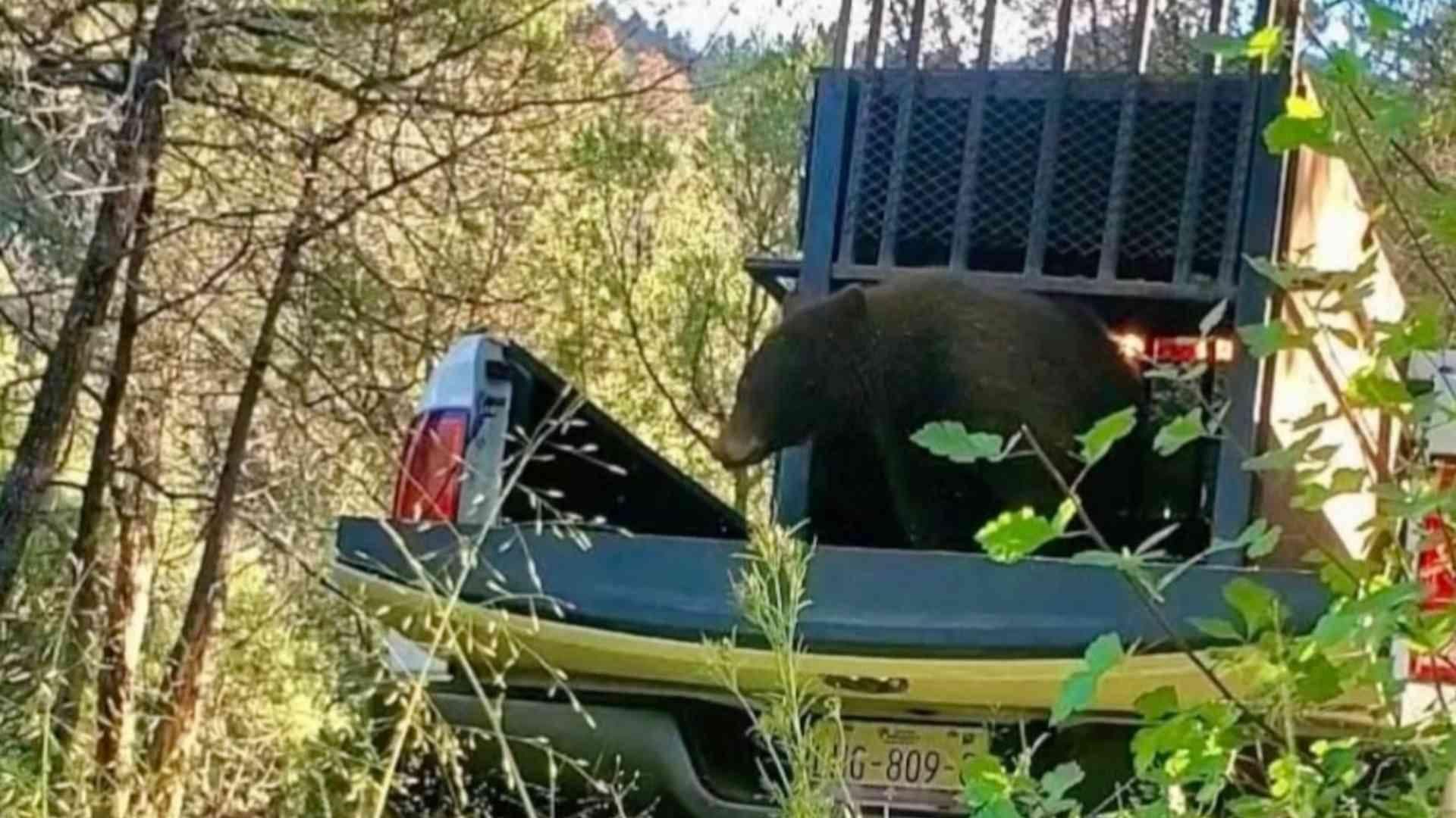 Oso Capturado en Cananea, Sonora, Fue Puesto en Libertad en su Hábitat Natural