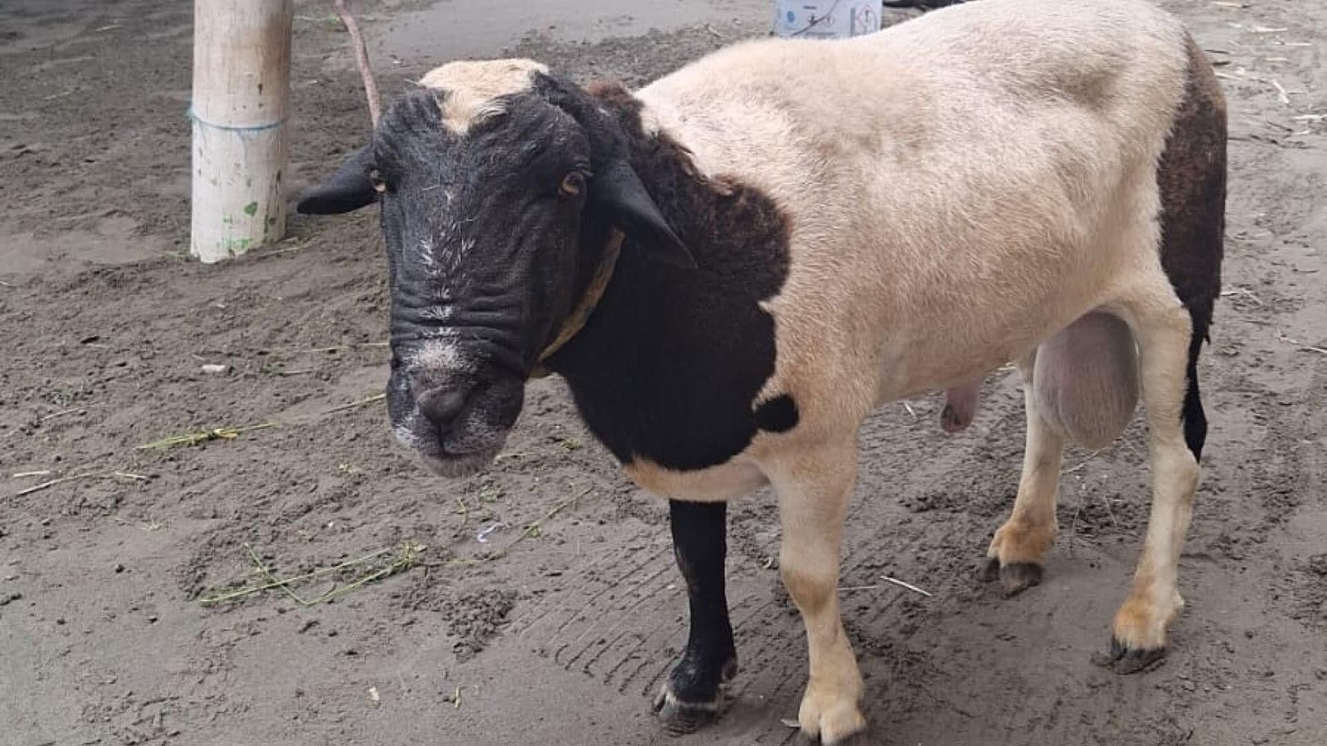 Él es Pepe, el Borrego Rescatado que Vive en la Playa de Veracruz