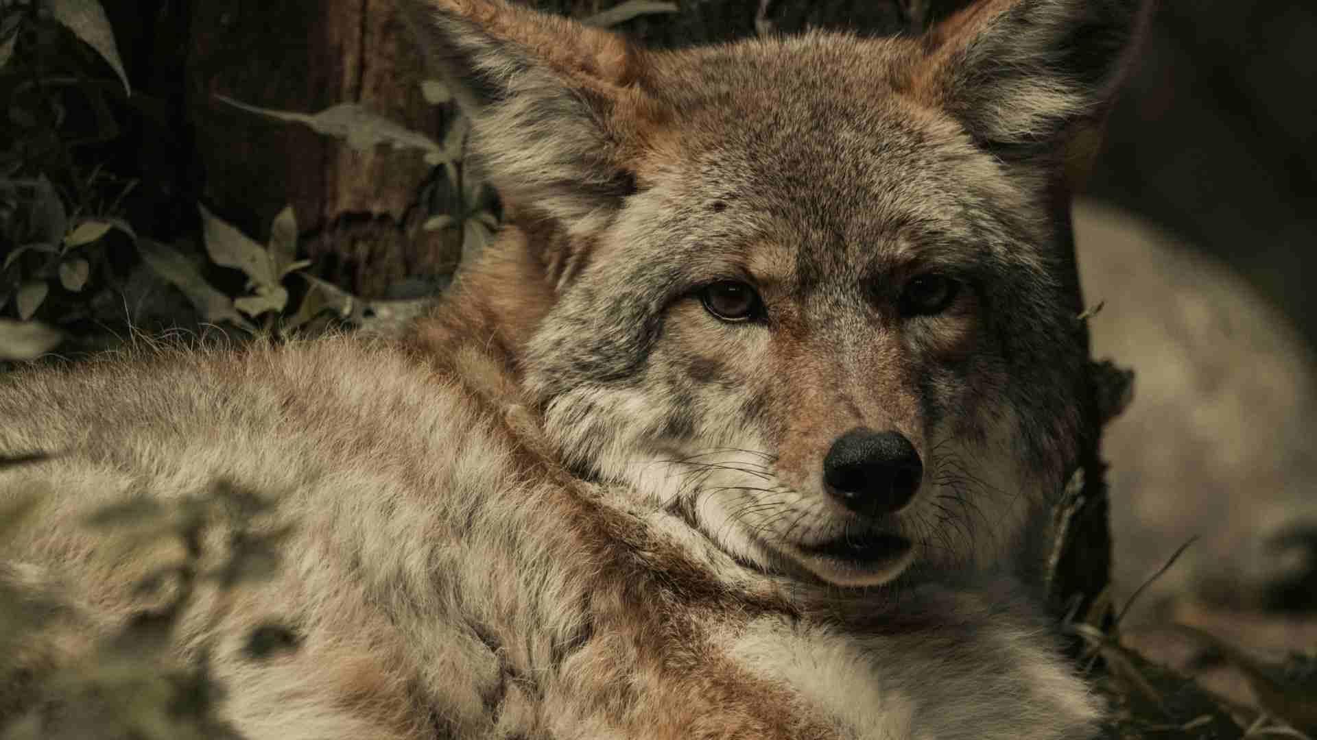 Coyote Atropellado en Riviera Veracruzana de Alvarado, Veracruz, se Recupera Favorablemente