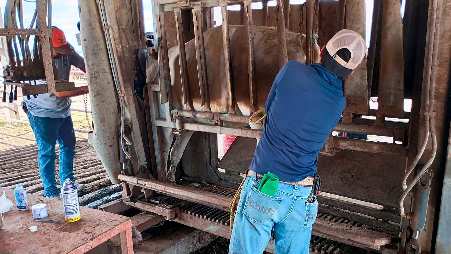 Vaca
