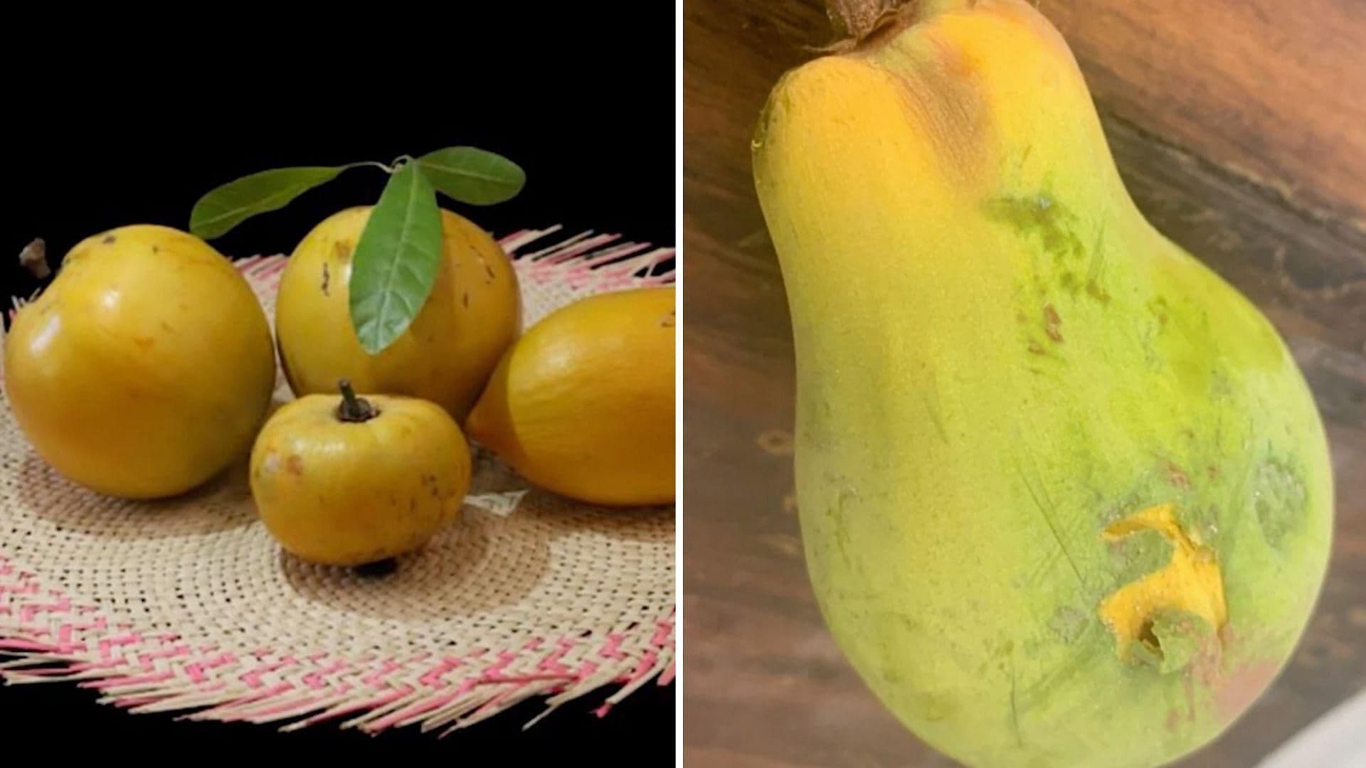 Kanisté: Fruta Legendaria Maya en Peligro de Extinción