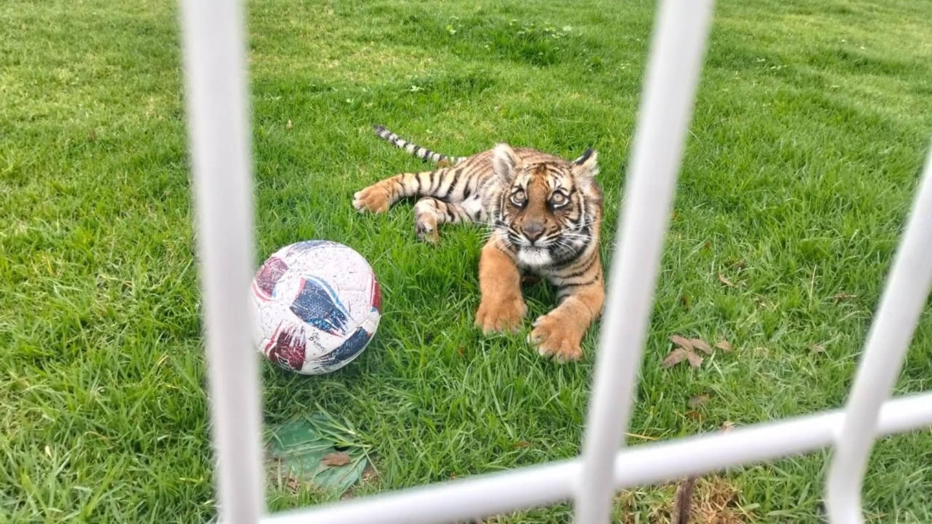 Resguardan un Tigre de Bengala en Predio de Villa Hidalgo