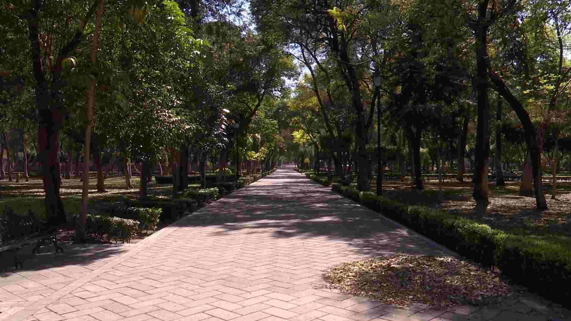 60% de los Árboles en la Alameda Hidalgo Están Afectados por Muérdago