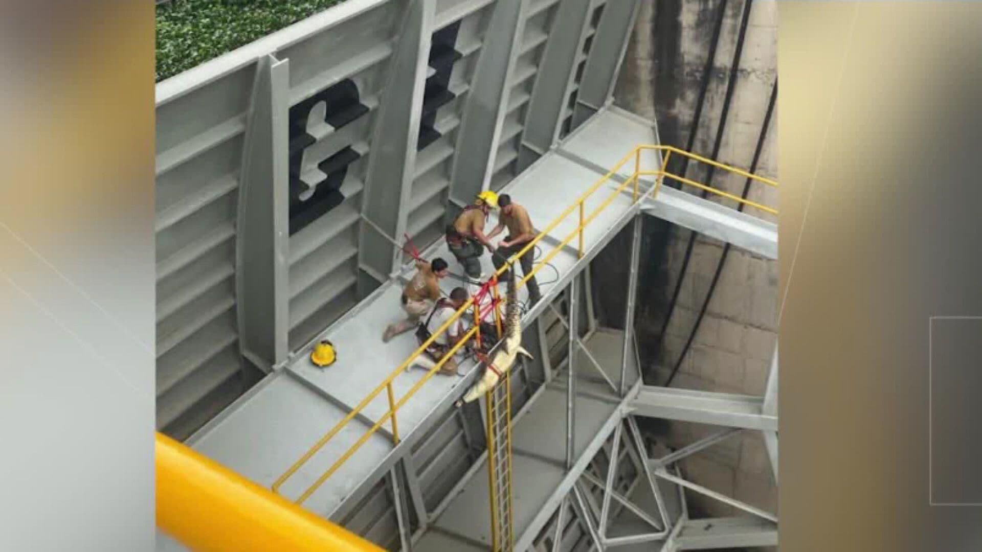 Muere Cocodrilo de 2 Metros que Encontraron un Presa de Santa Rosa, Amatitán