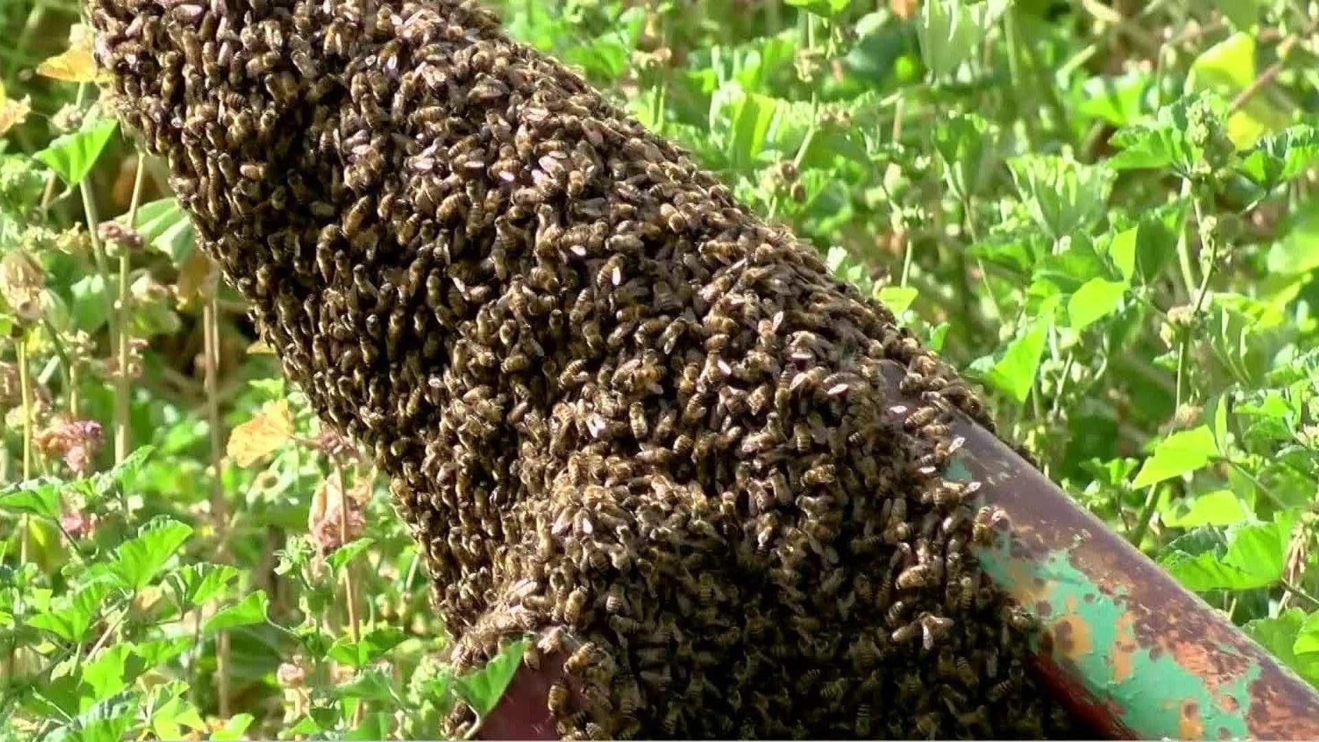 Ataque de Abejas en Fresnillo Deja a un Herido y Animales Muertos