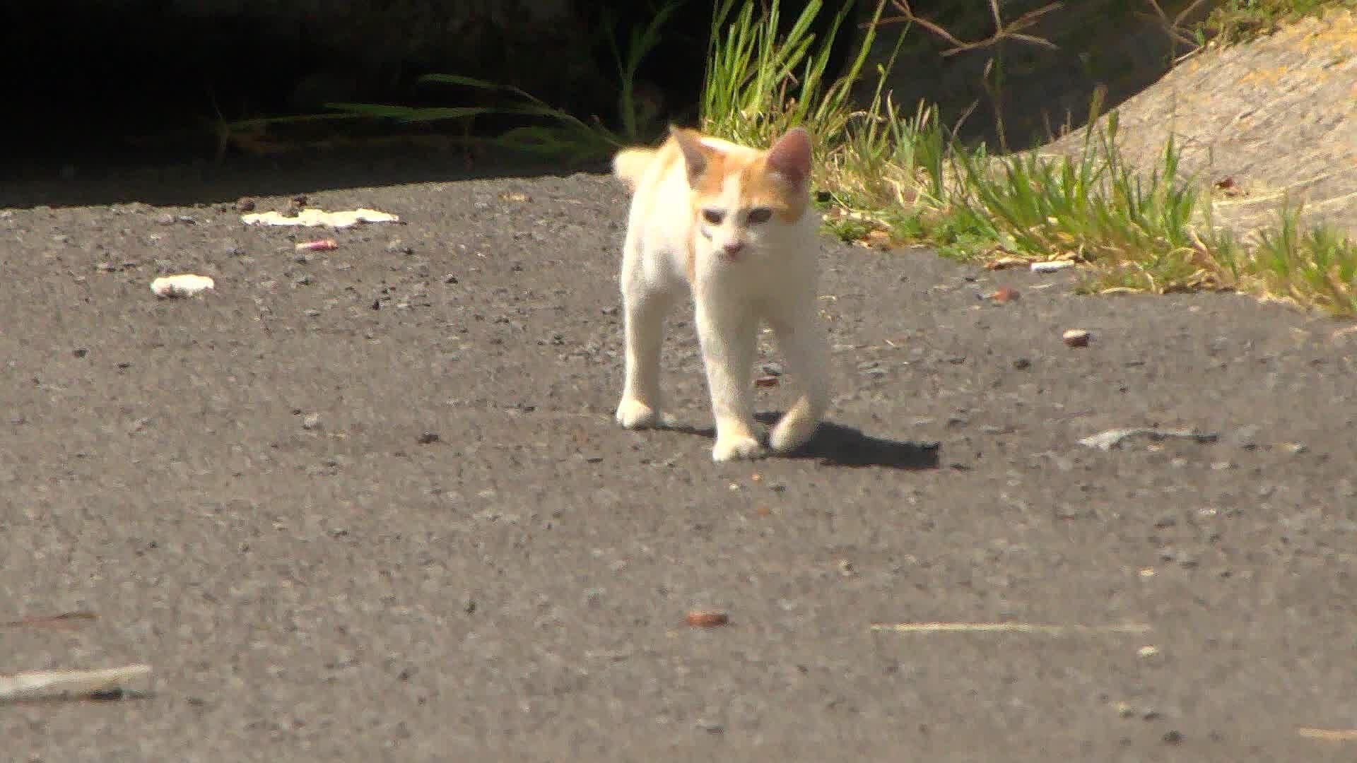 En el Fraccionamiento Valle Dorado Han Muerto 10 Perros y Gatos por Envenenamiento