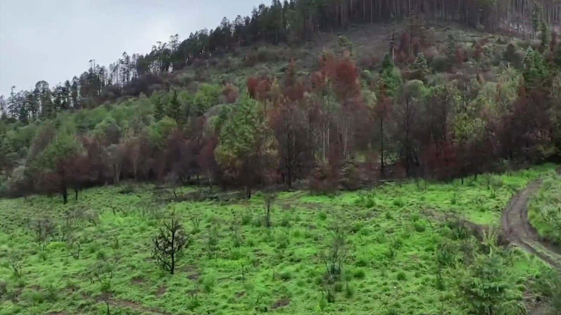 "Talamontes Nos Amenazan, Pero Nosotros Mandamos": Comunero de San Juan Atzingo, Edomex