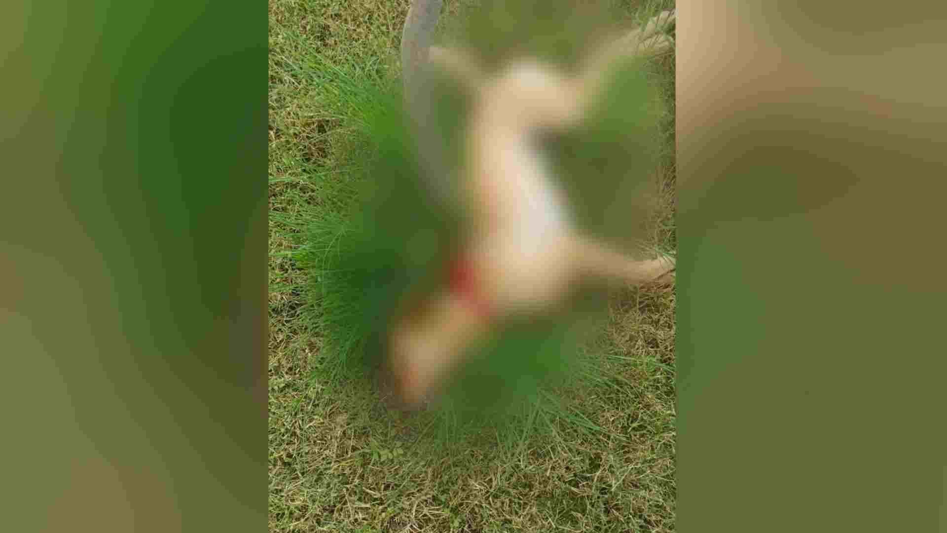 Envenenan a Perros y Gatos del Fraccionamiento Valle Dorado en Tlajomulco