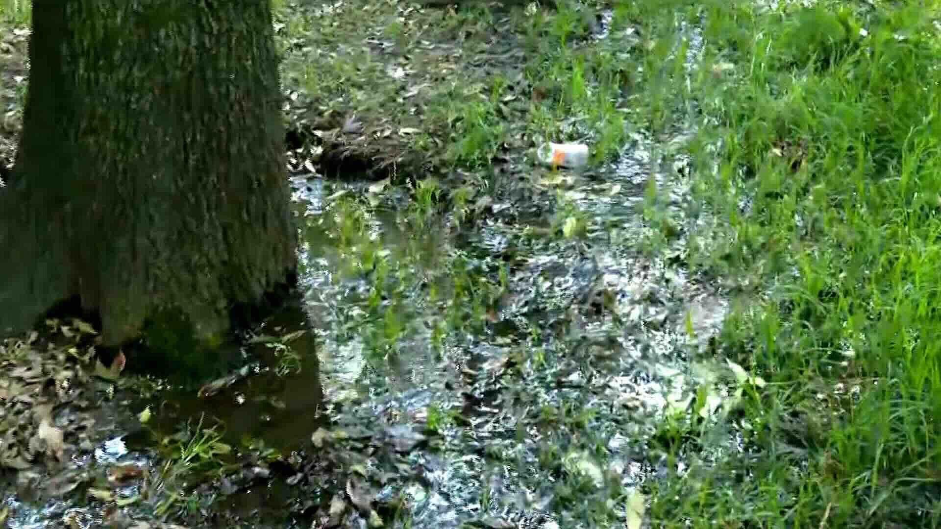 Fuga de Agua Potable Inunda Calles en Parque Ecológico de Loreto y Peña Pobre, CDMX