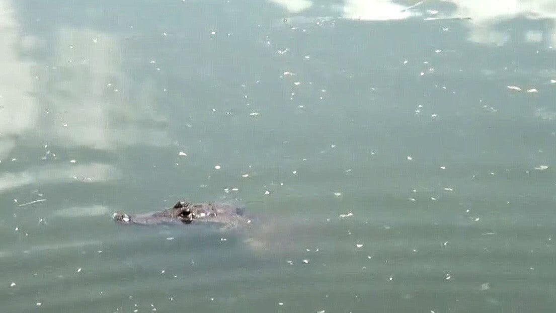 Avistamiento de Cocodrilos pone en Alerta a Habitantes de Champotón, Campeche