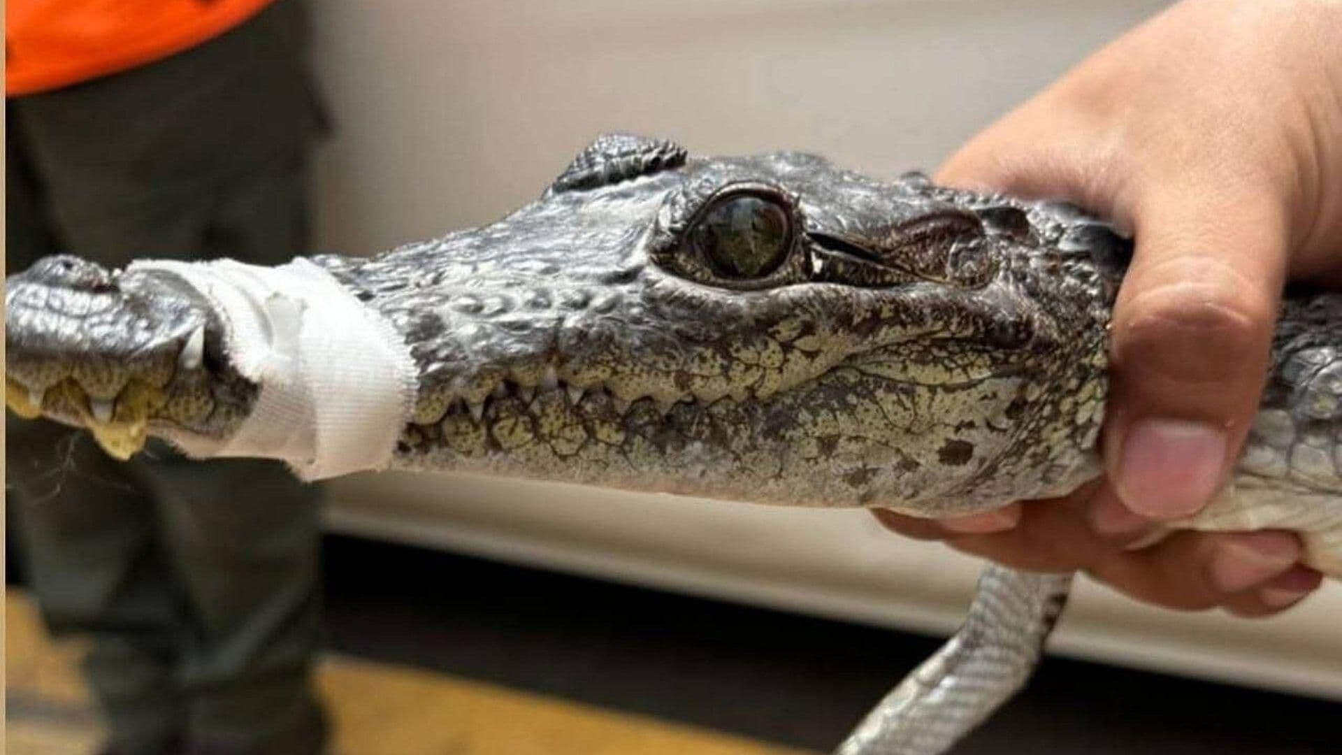 Hallazgo de Crías de Cocodrilo Causa Movilización en Río Blanco, Veracruz