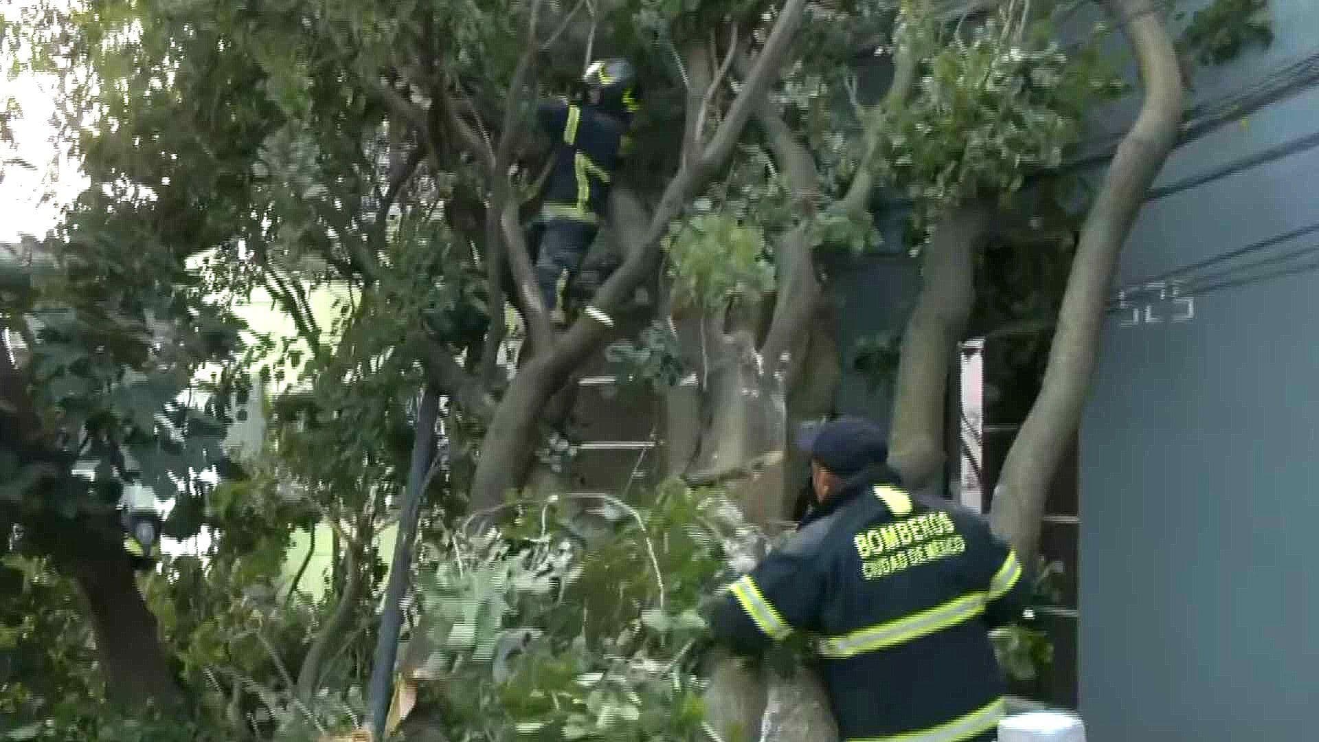 Retiran Árbol que Cayó en la Colonia Primero de Mayo, Alcaldía Venustiano Carranza, CDMX